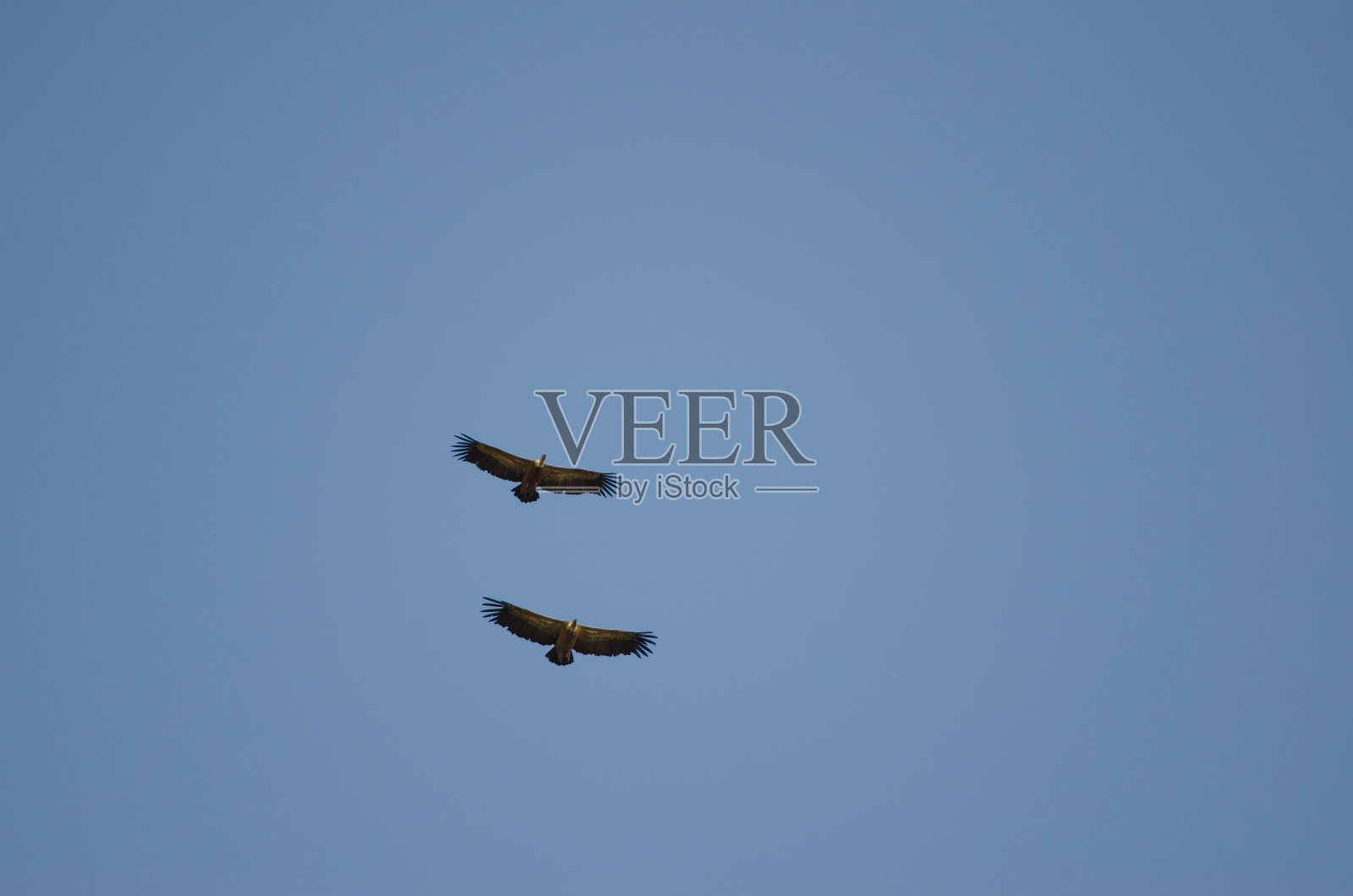 格里芬秃鹫滑翔。照片摄影图片