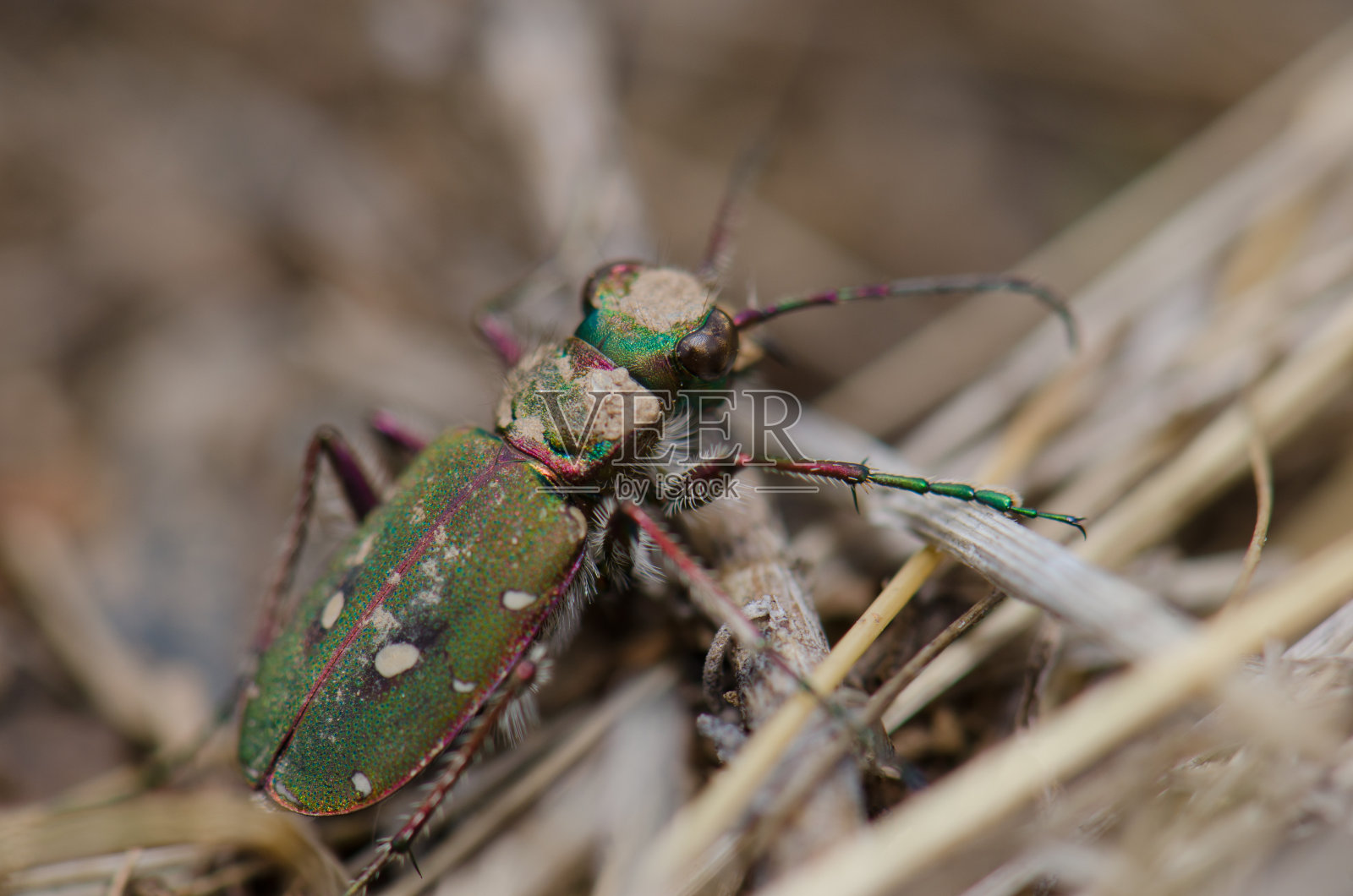 常见的虎甲虫。照片摄影图片