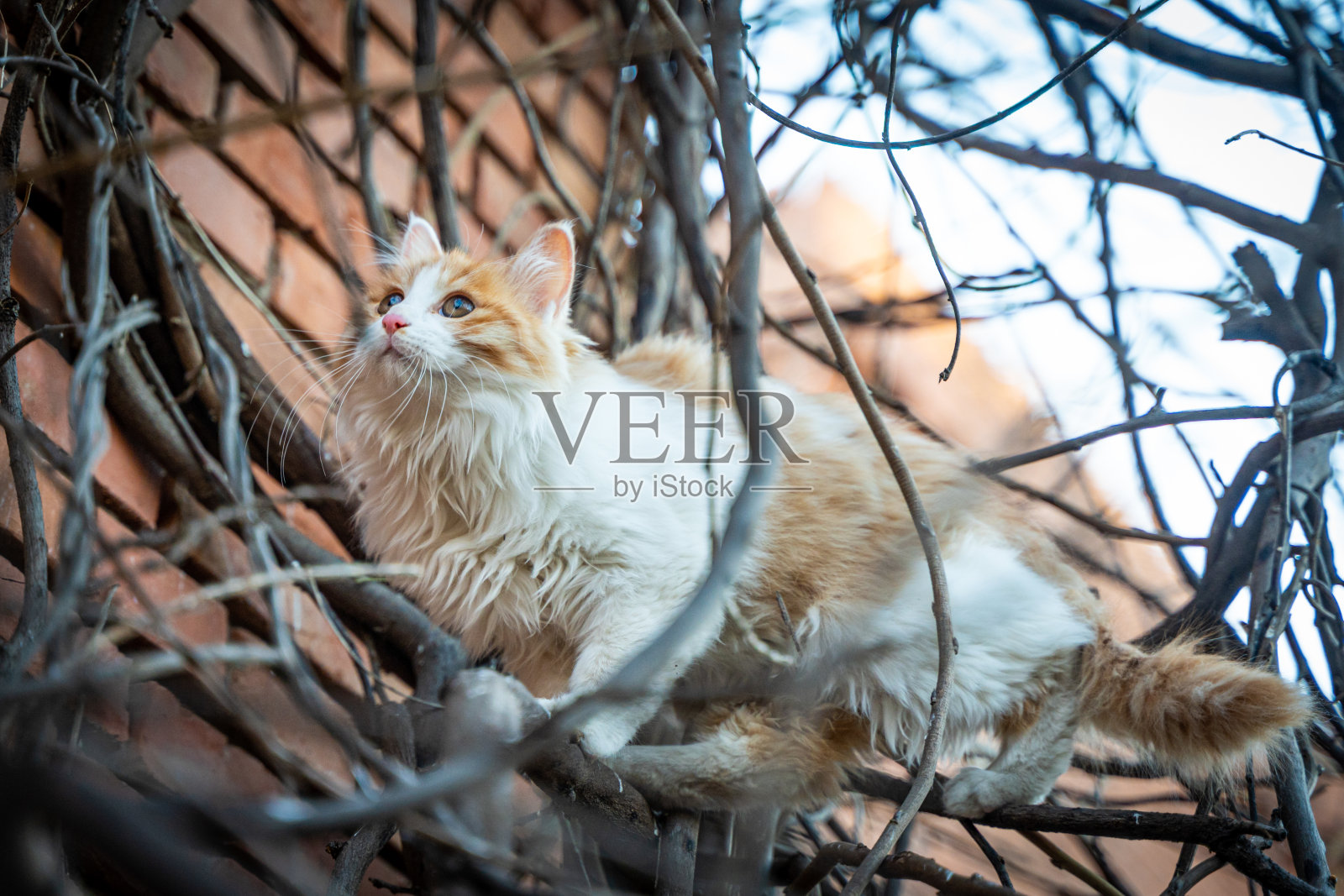 长毛猫在户外的树枝上抚摸猫照片摄影图片