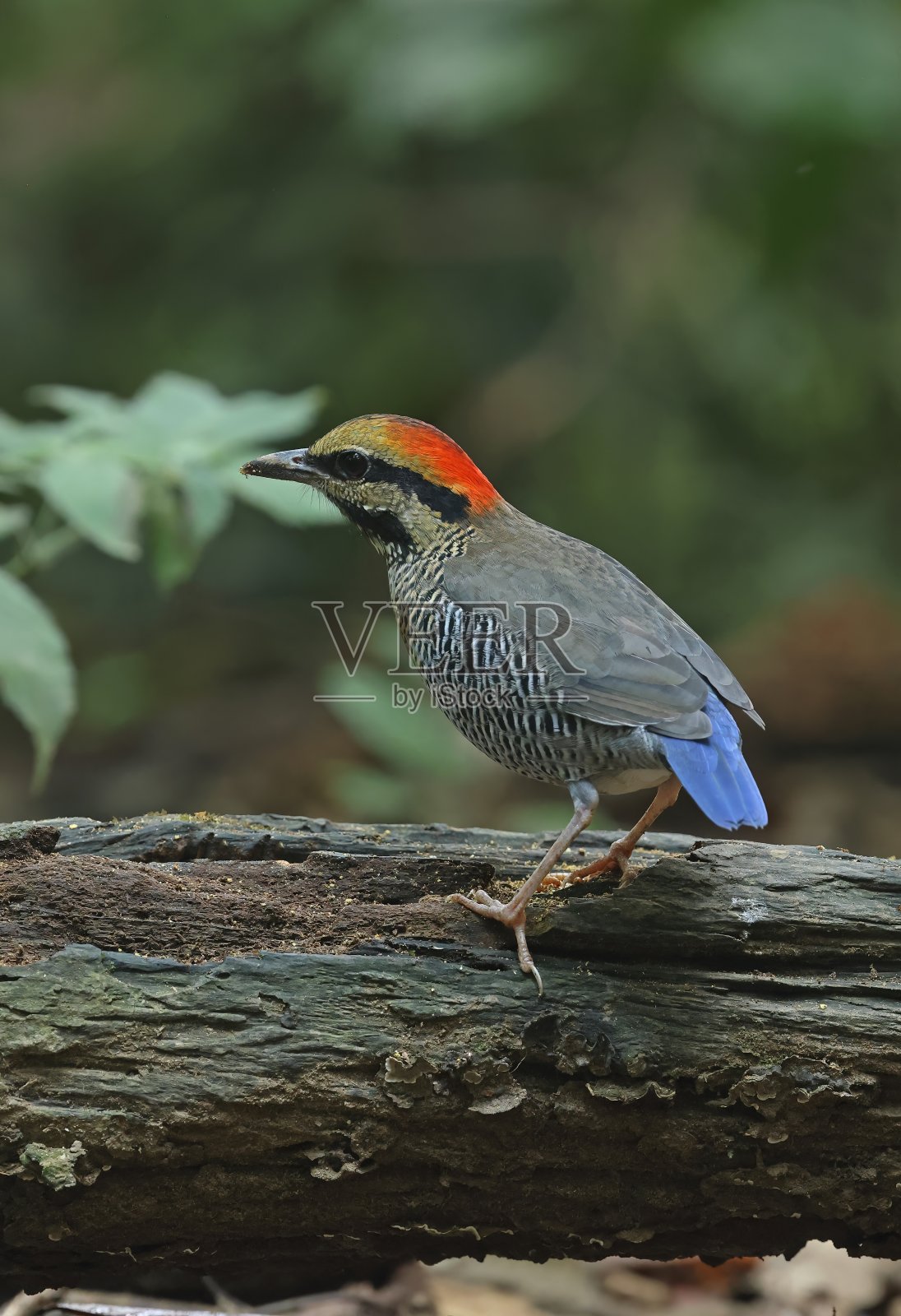 蓝色皮塔照片摄影图片