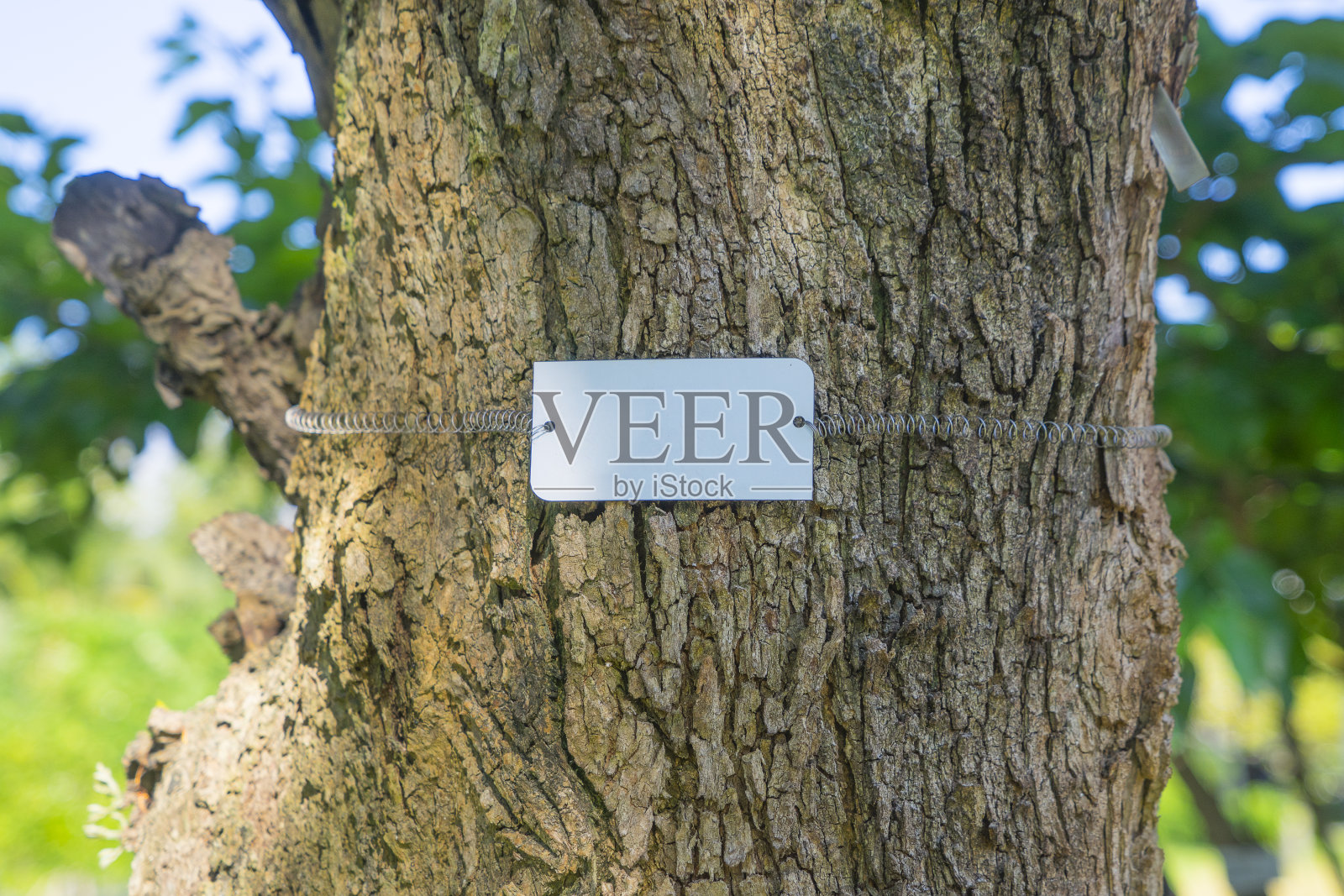 在杂种柚木树干上空白的白色标签，在你的作品中有设计的复制空间。照片摄影图片