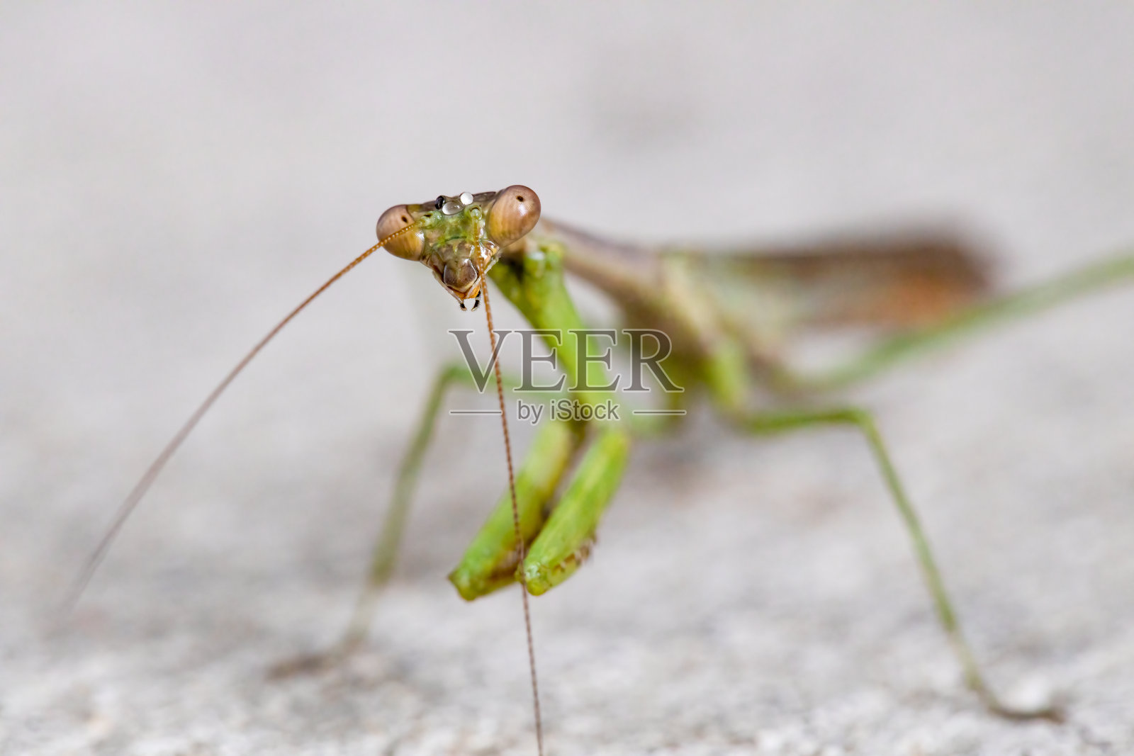 螳螂的微距镜头。照片摄影图片