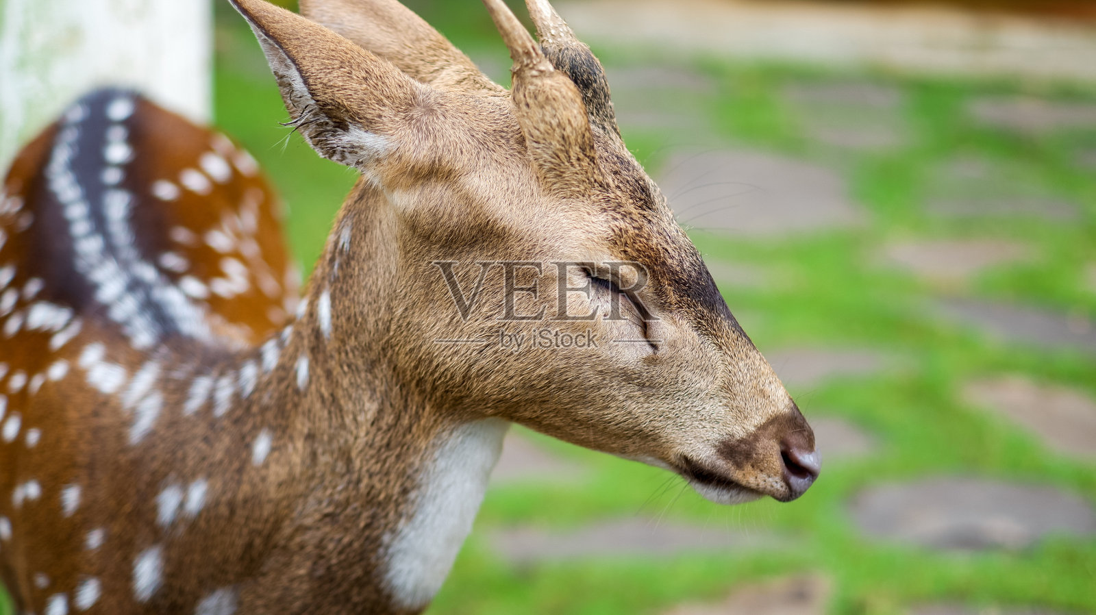 梅花鹿照片摄影图片