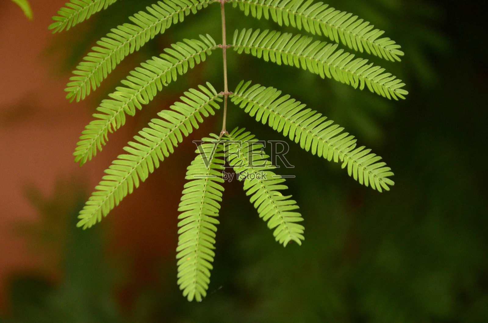近距离观察蕨类树叶的分支在模糊的背景照片摄影图片
