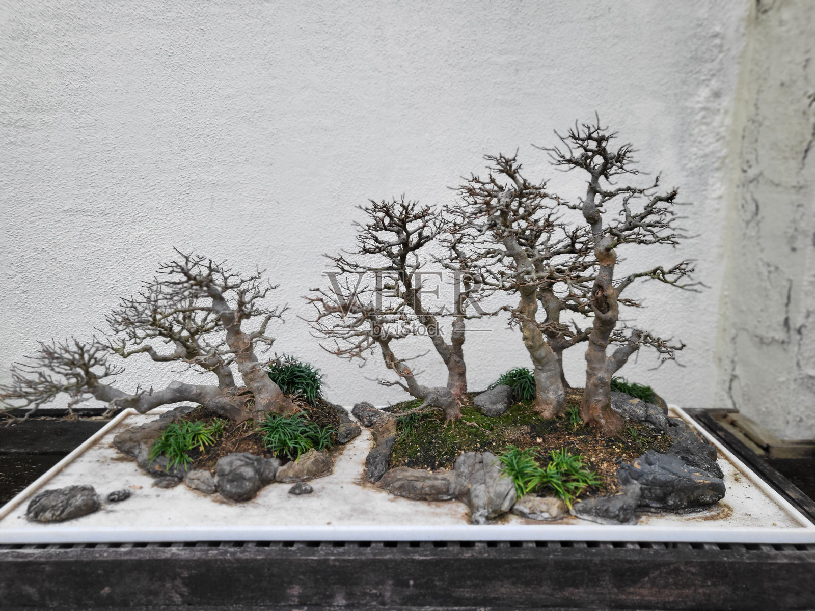 两棵盆景树照片摄影图片