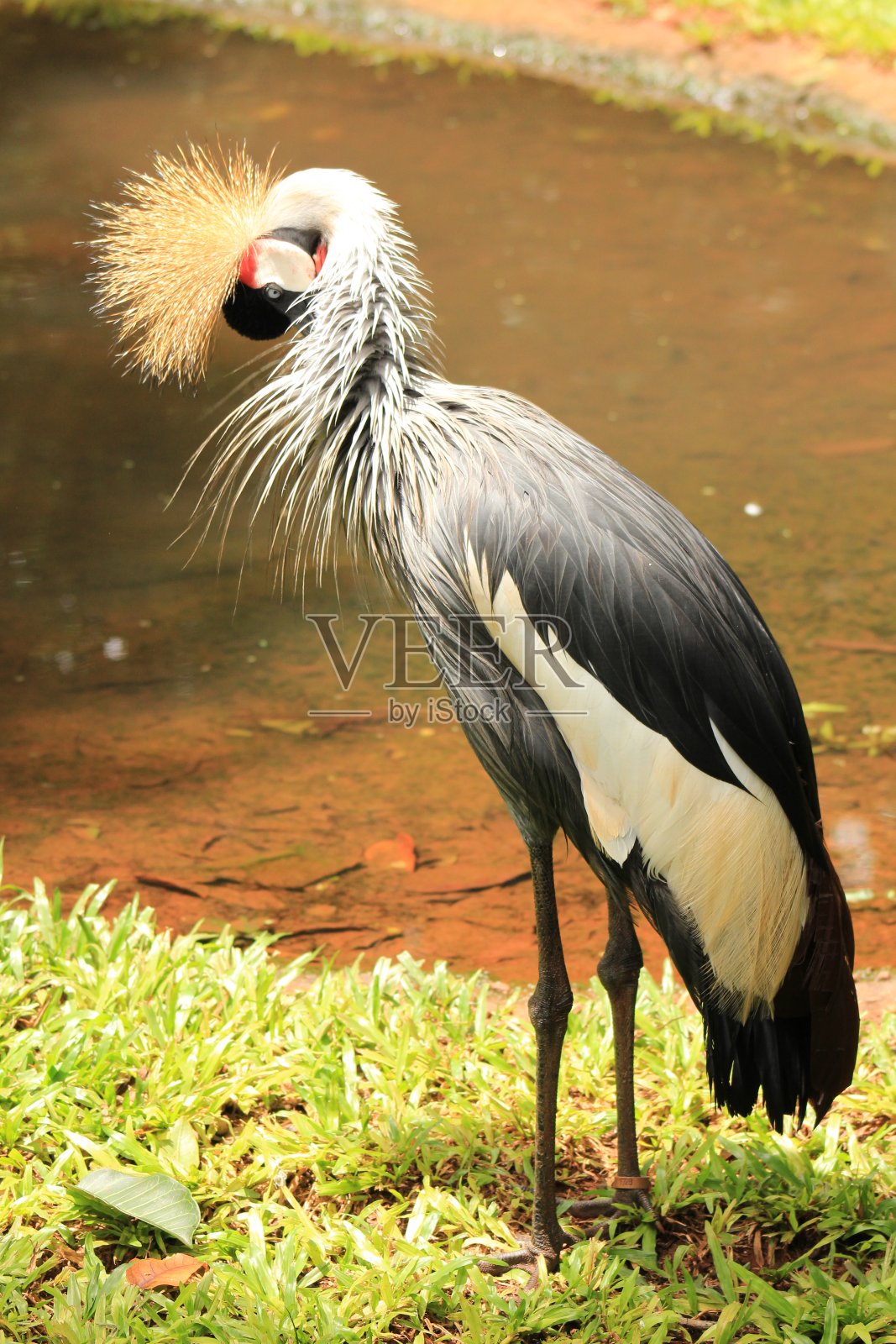 稀有鸟类巴西黑冠鹤照片摄影图片