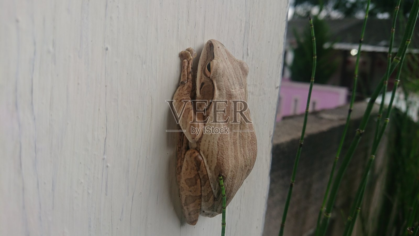 青蛙照片摄影图片