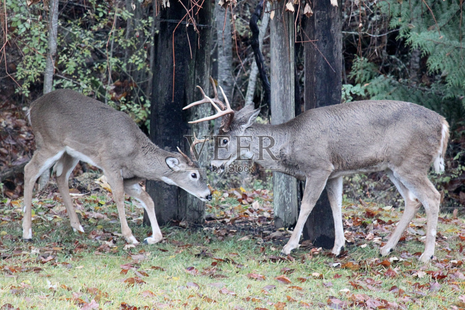 白尾鹿鹿照片摄影图片
