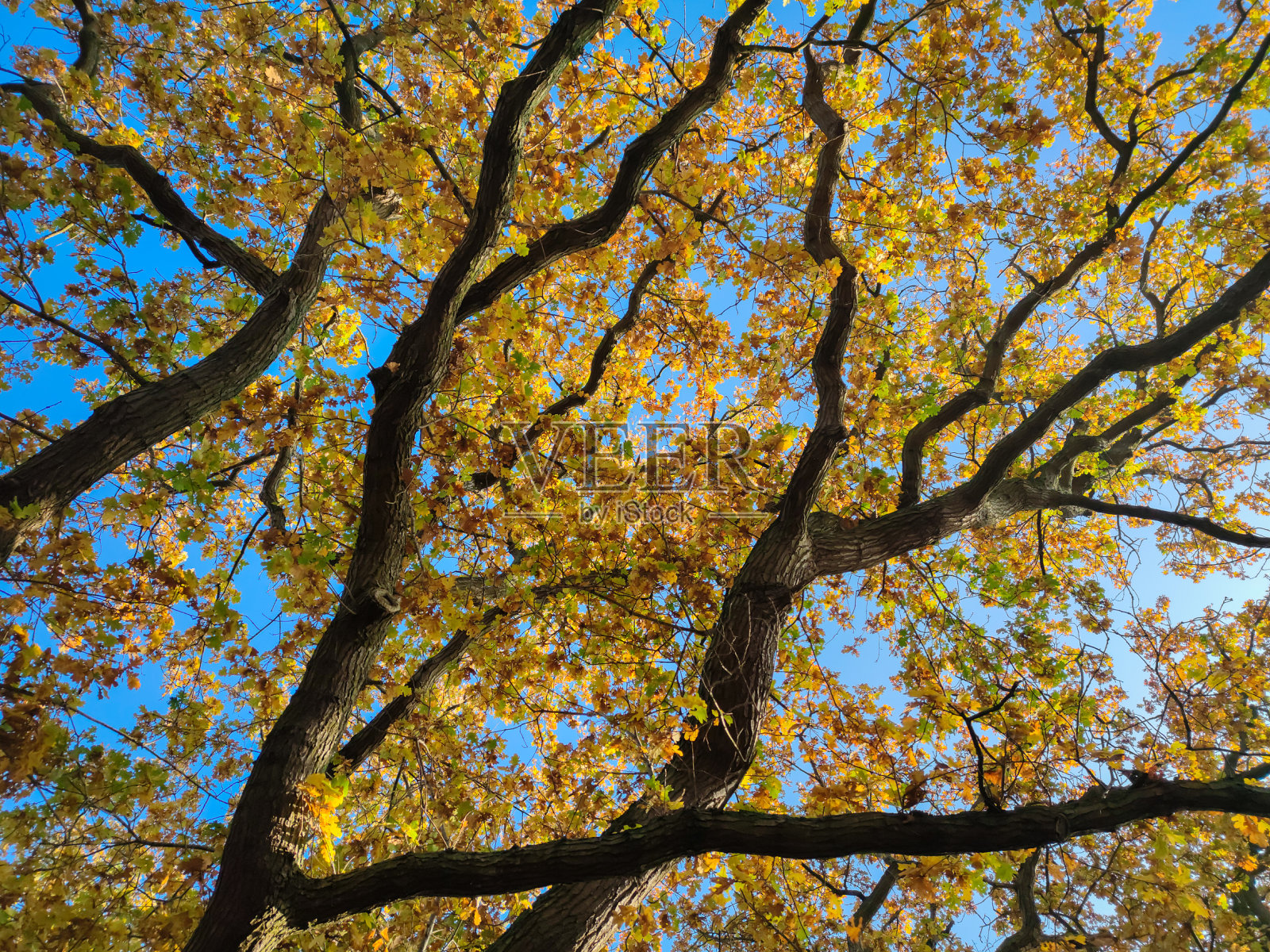 蓝色的天空映衬着秋天黄色的树木照片摄影图片