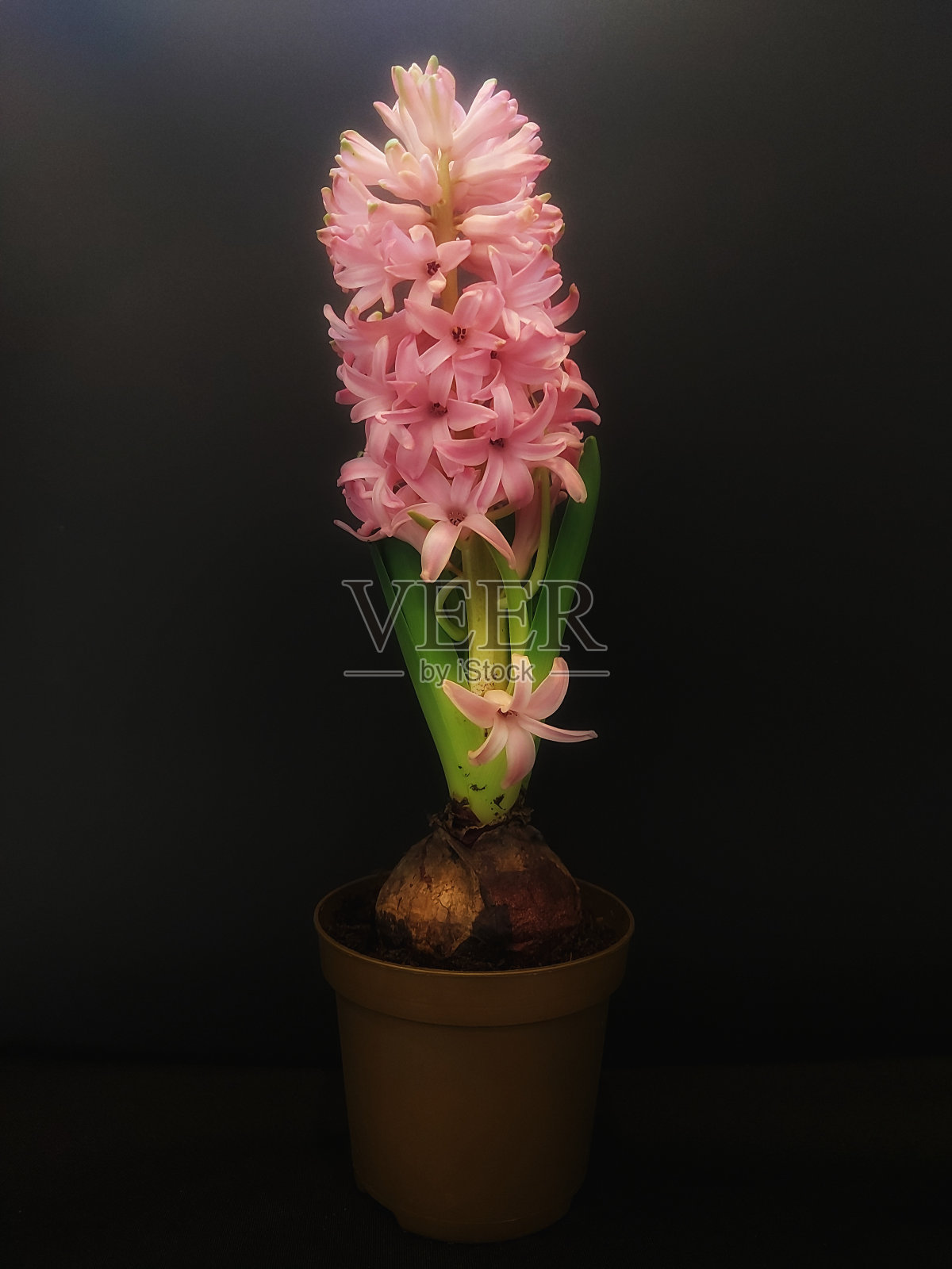 花和叶子。照片摄影图片