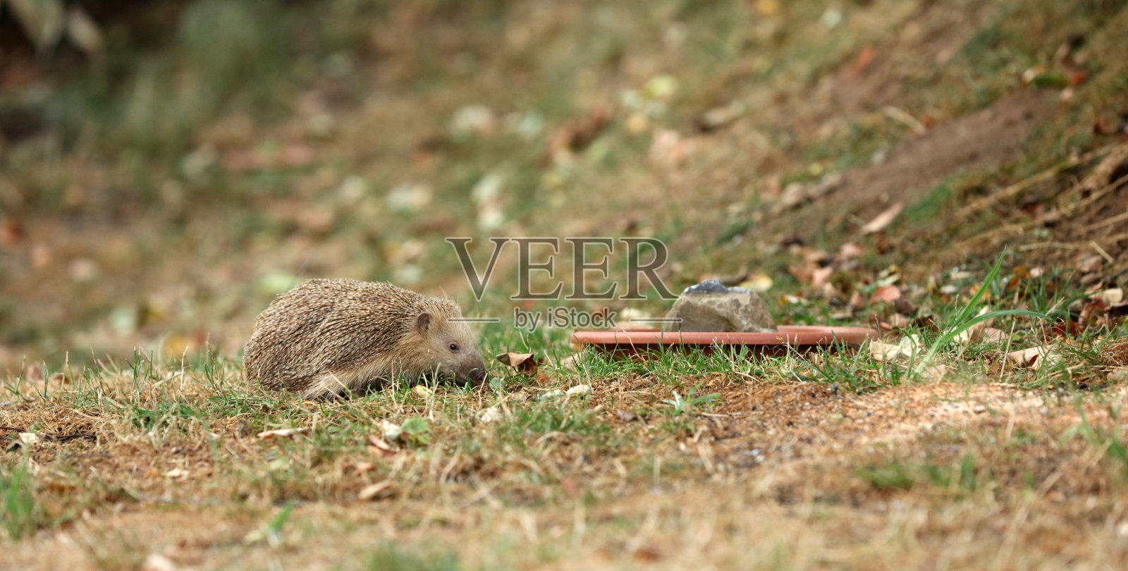刺猬在花园里觅食照片摄影图片