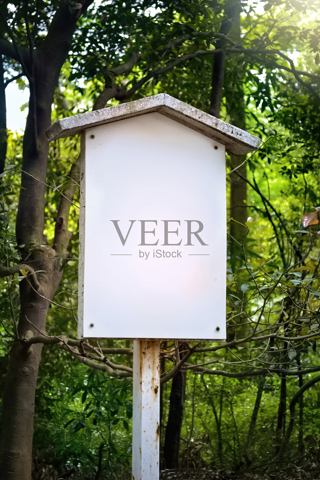 森林里的空白白板照片摄影图片