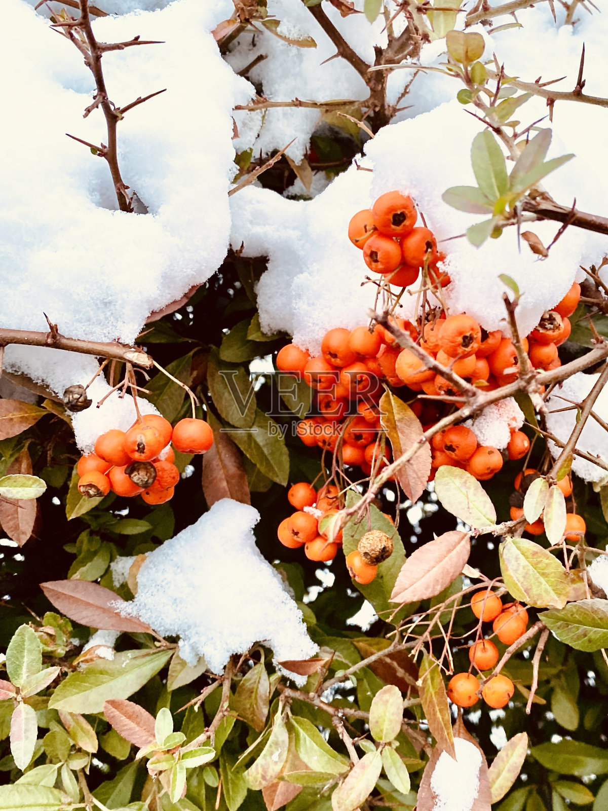 山灰和雪照片摄影图片