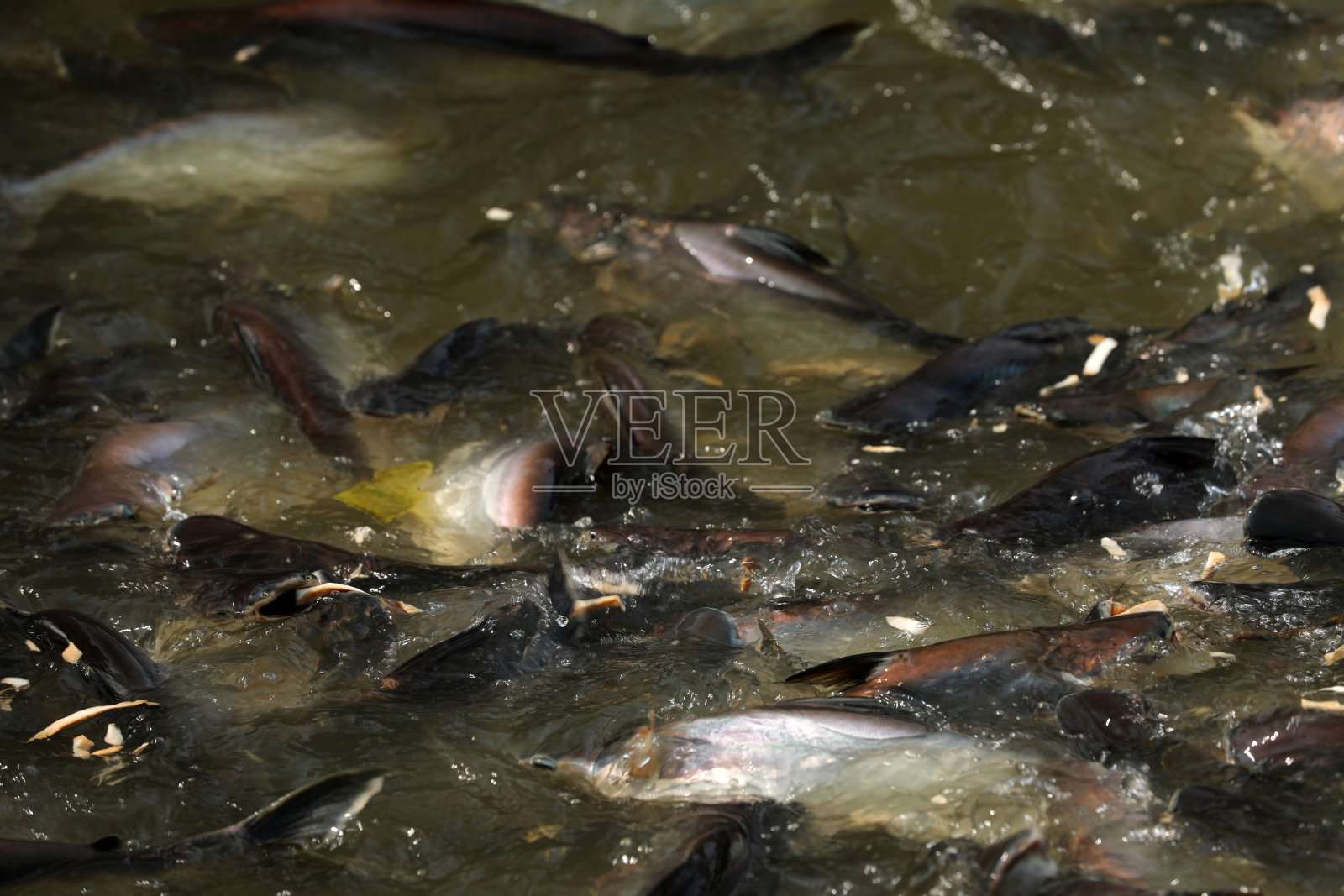 在曼谷Chao Praya河里钓鱼照片摄影图片