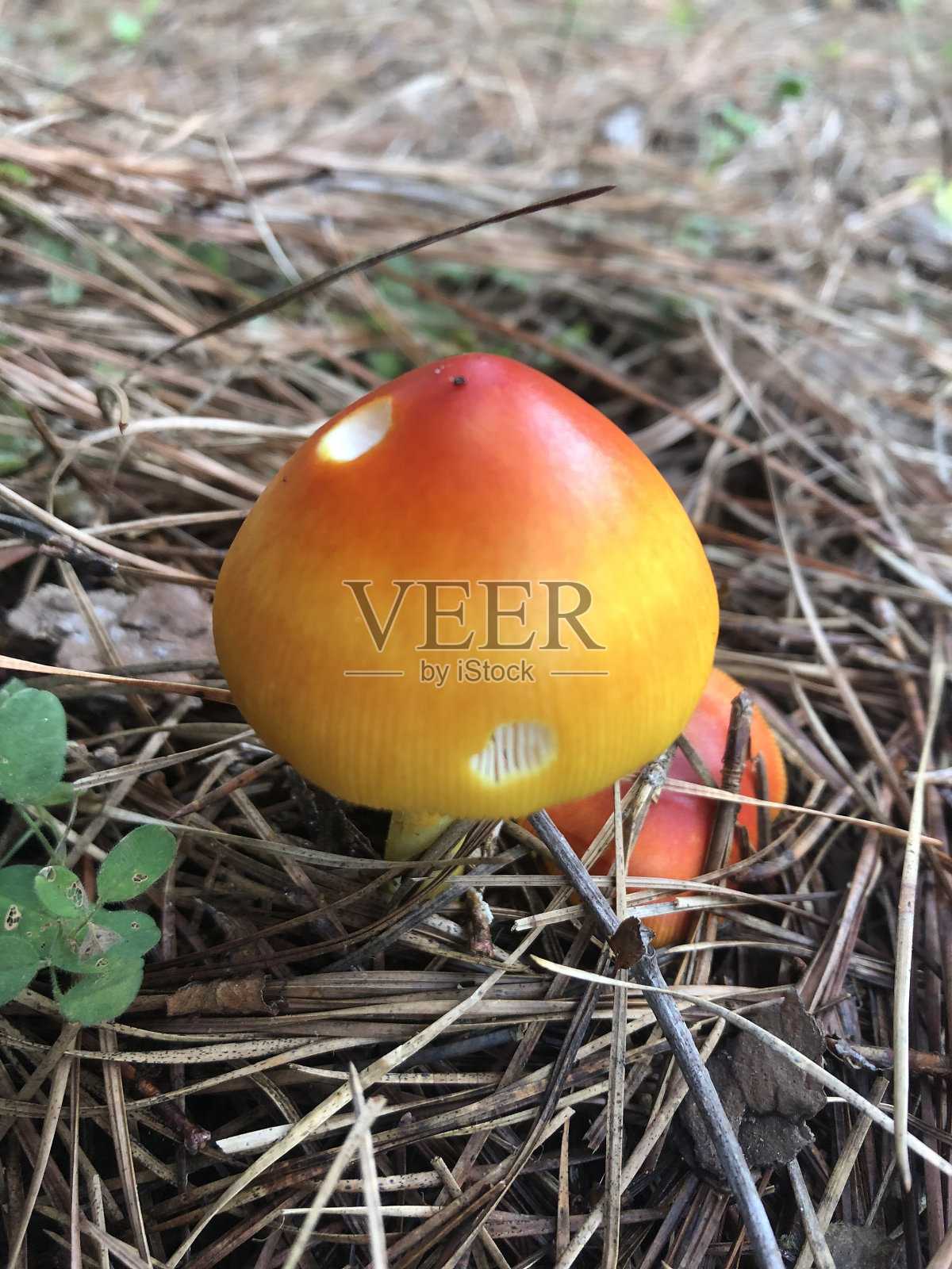 野蘑菇照片摄影图片