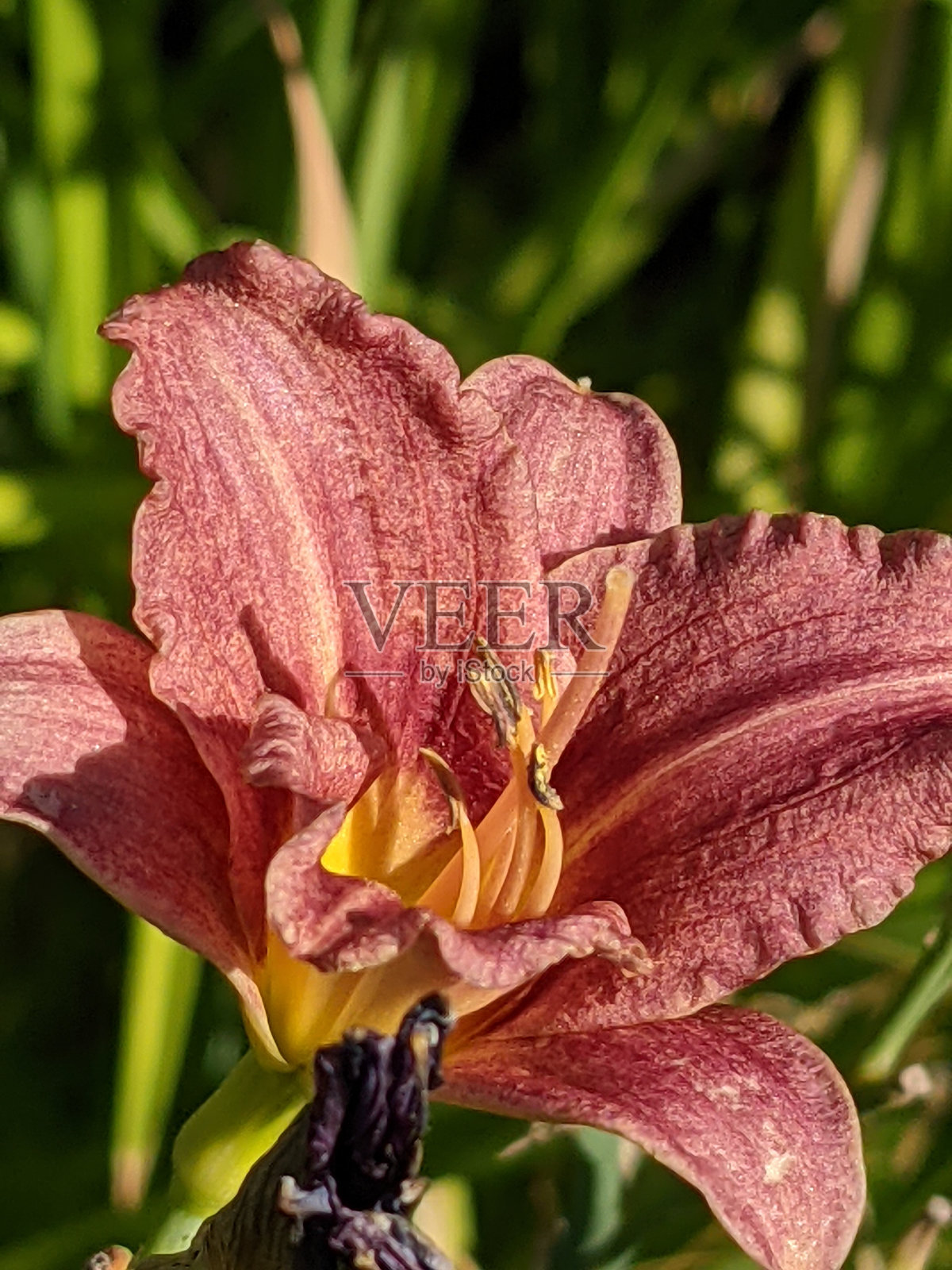 近距离观察花朵绽放的图片照片摄影图片