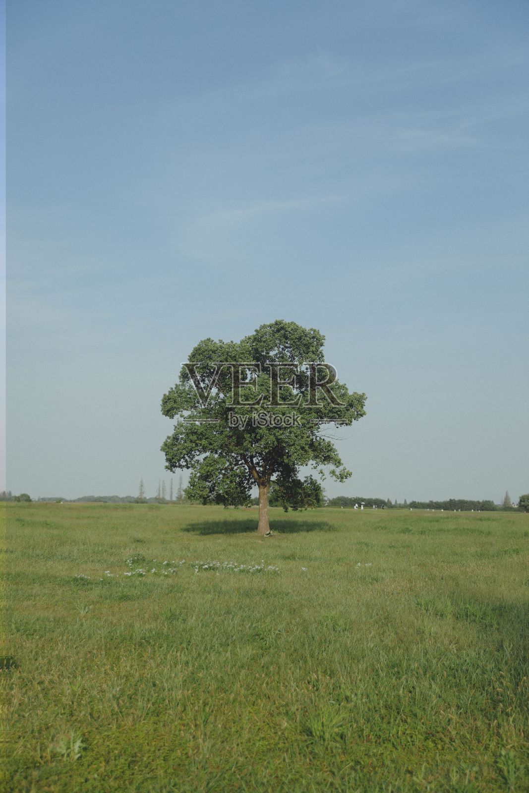在草地上的一棵绿树的垂直镜头照片摄影图片