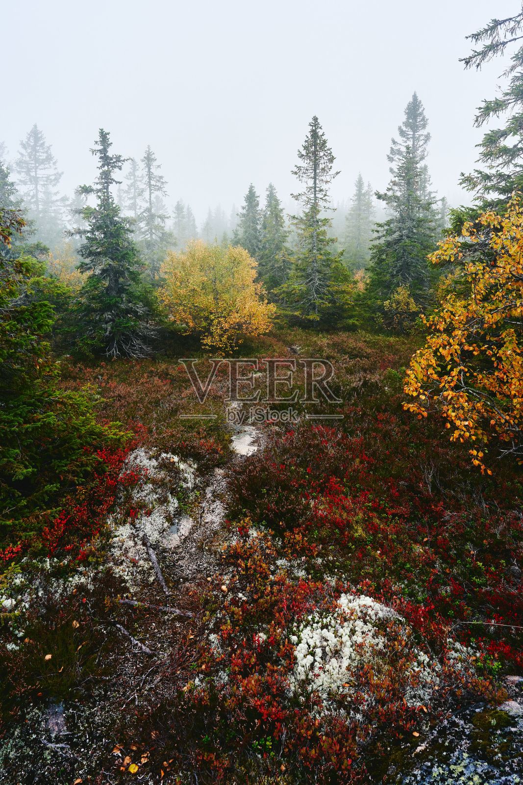 挪威Totenaasen山的Svartdalstjerna森林保护区照片摄影图片