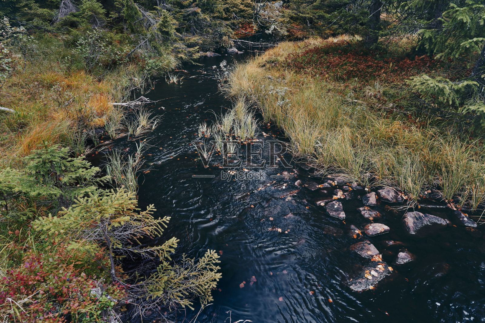 挪威Totenaasen山的Svartdalstjerna森林保护区照片摄影图片