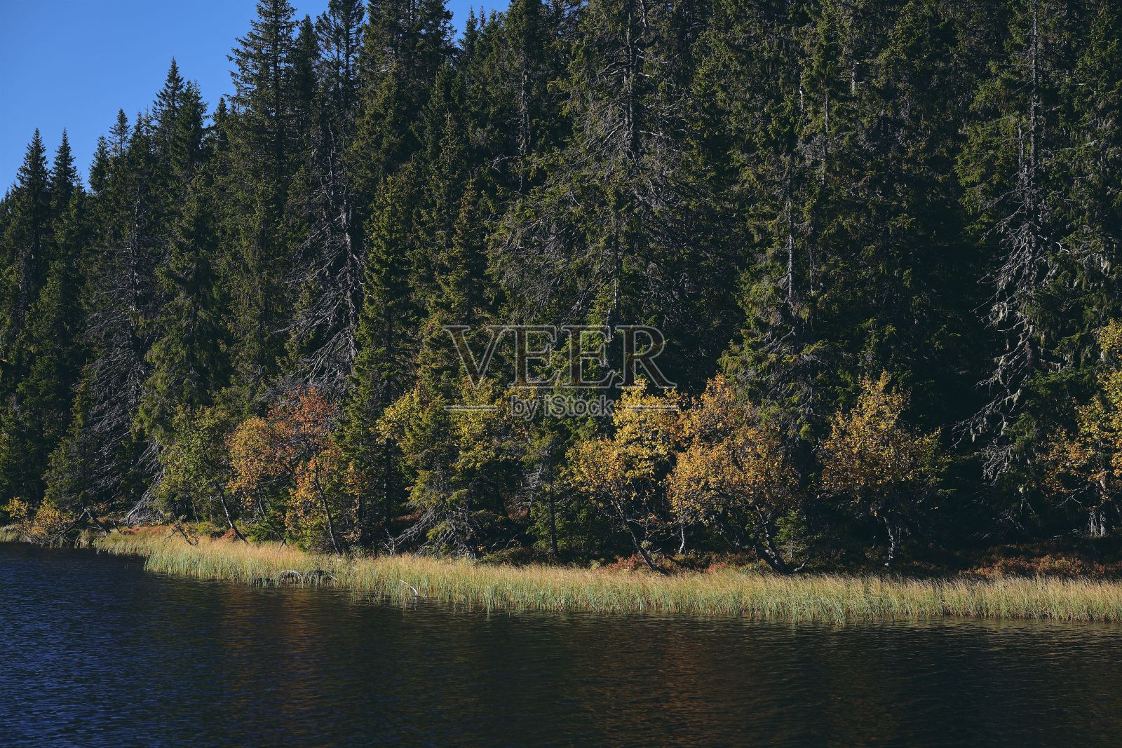 Svartdal Stjerna湖和森林的树木在秋天的背景照片摄影图片