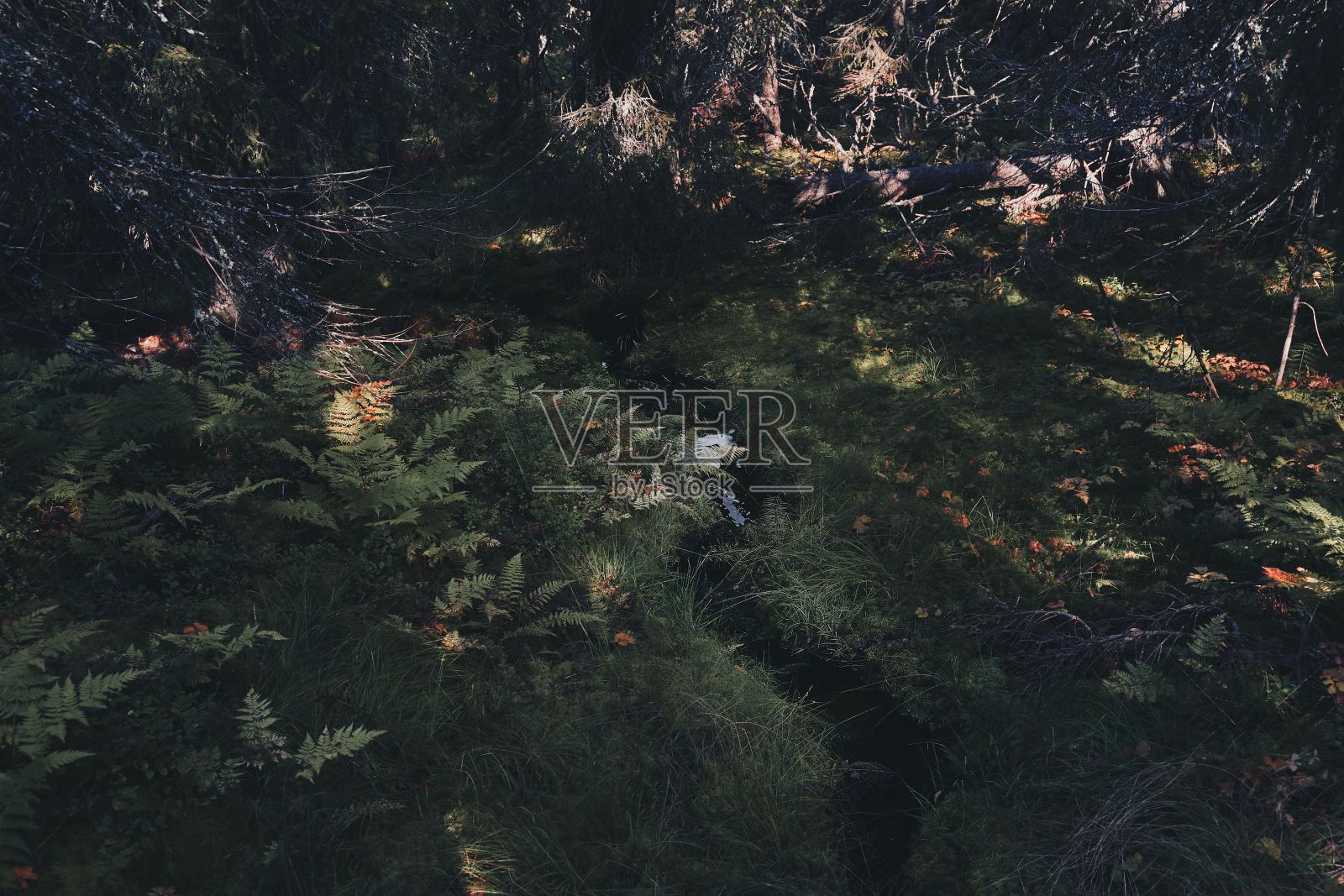 在秋天的Svartdal Stjerna森林中，绿色植物之间的狭窄溪流照片摄影图片