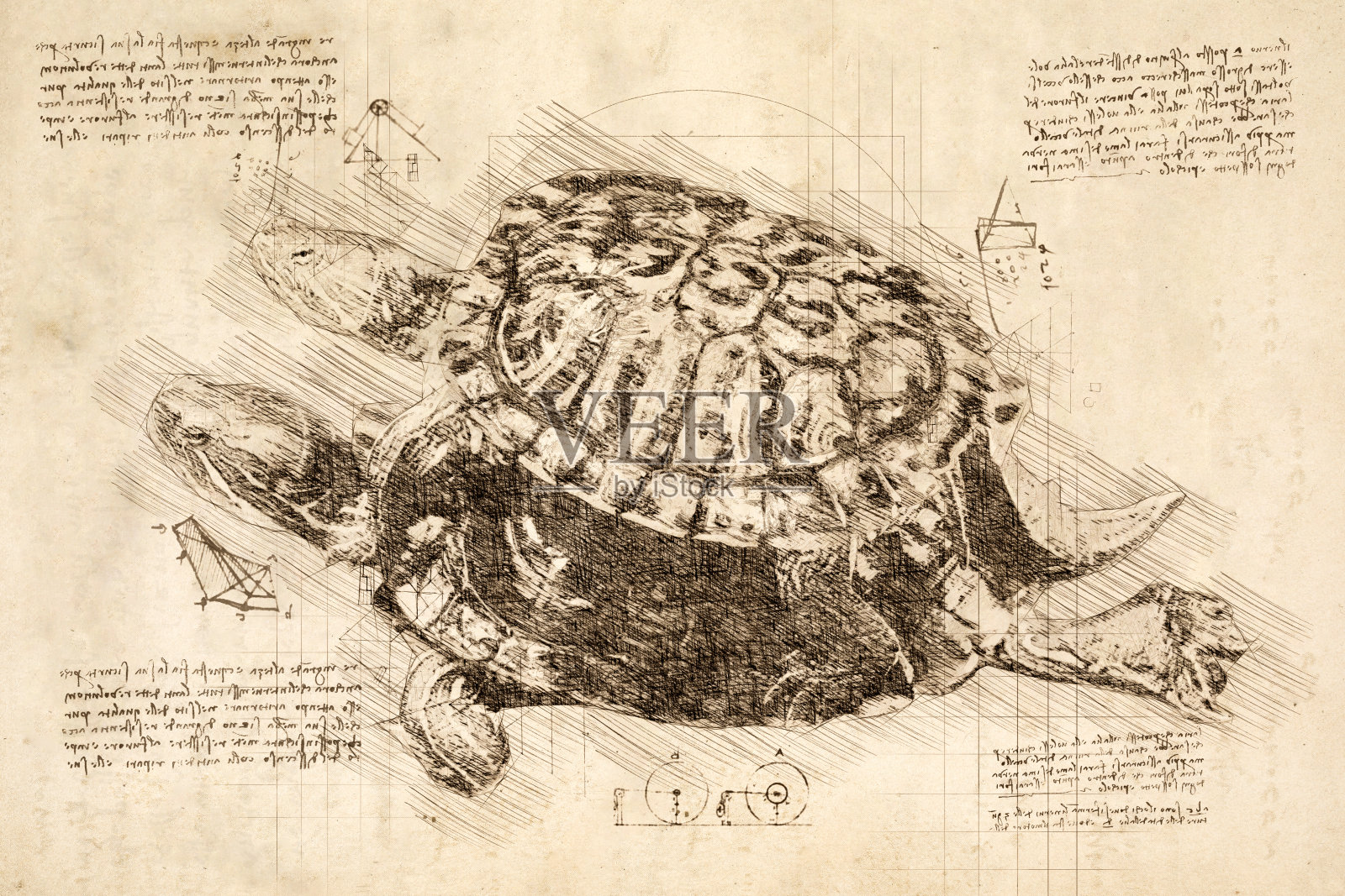 达芬奇风格的两只乌龟素描。插画图片素材