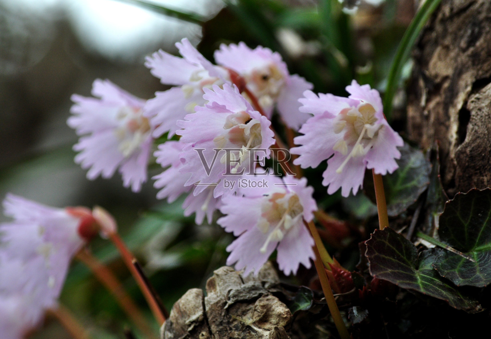 短叶单花照片摄影图片