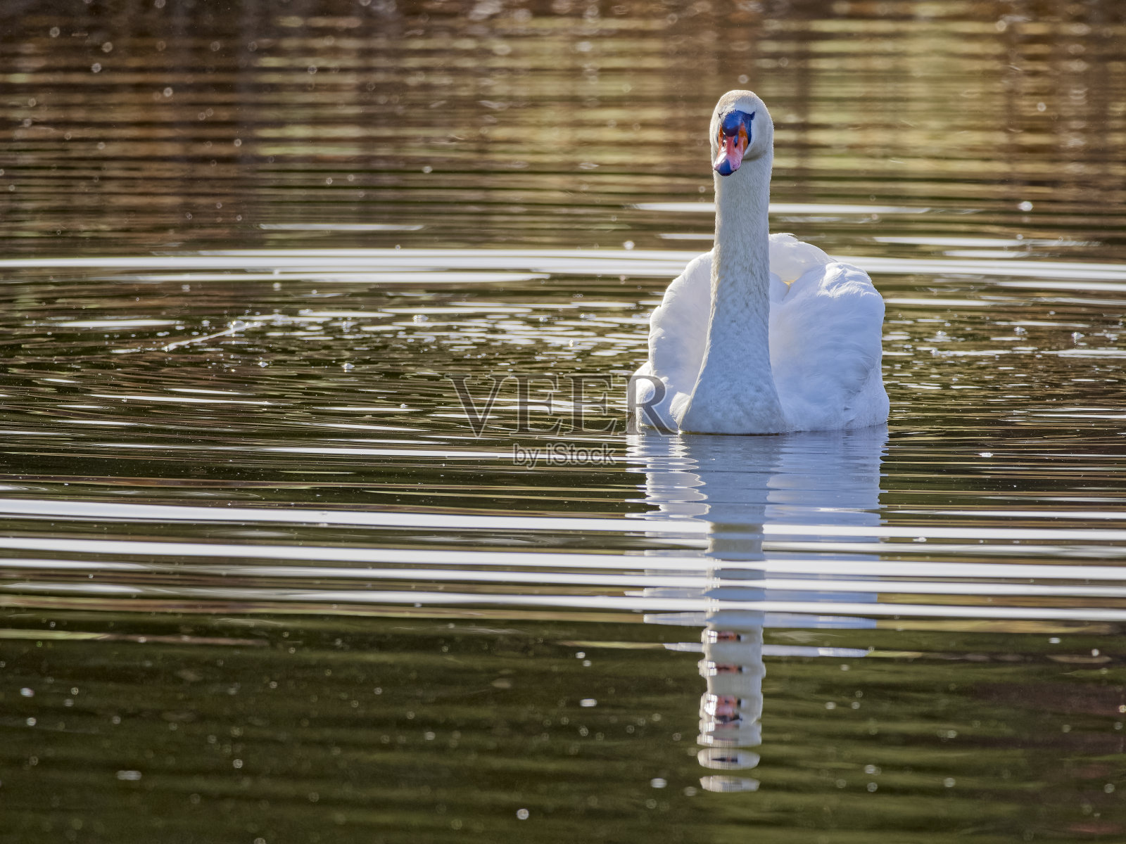 不列颠哥伦比亚省温哥华岛上的鸟类照片摄影图片