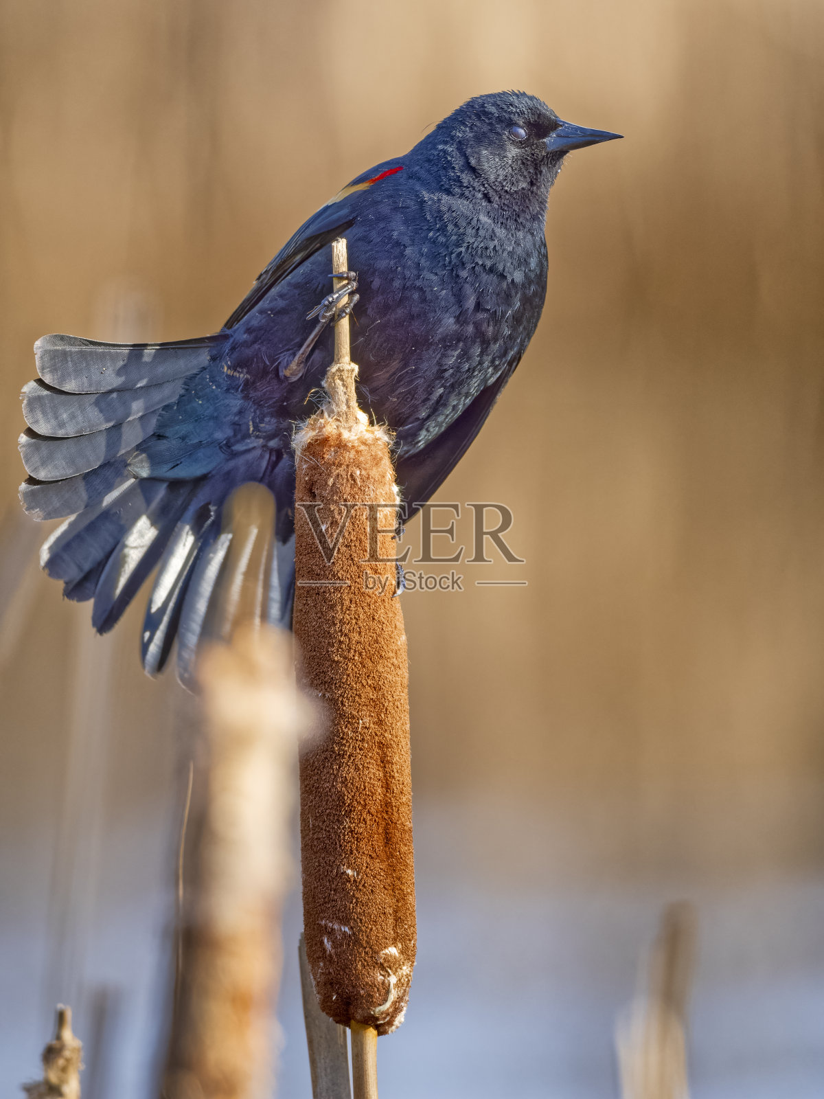 不列颠哥伦比亚省温哥华岛上的鸟类照片摄影图片