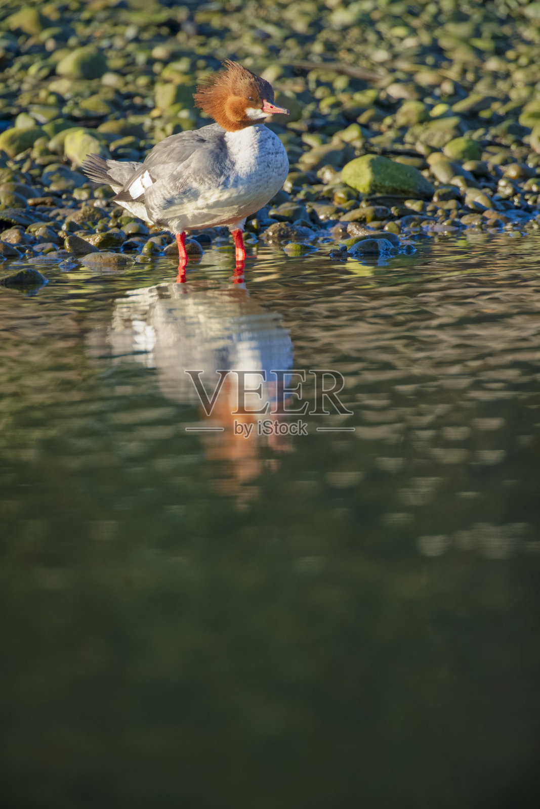 不列颠哥伦比亚省温哥华岛上的鸟类照片摄影图片