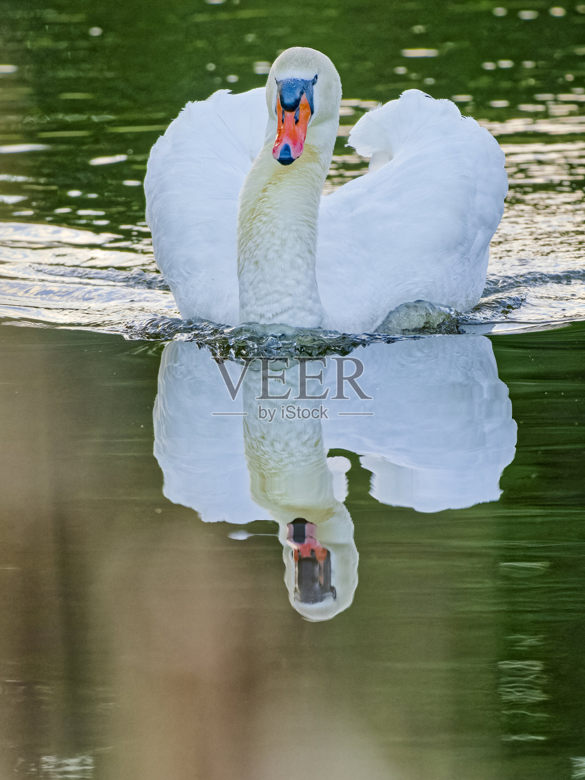 不列颠哥伦比亚省温哥华岛上的鸟类照片摄影图片