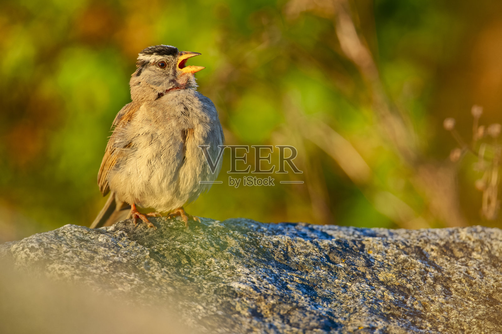 不列颠哥伦比亚省温哥华岛上的鸟类照片摄影图片