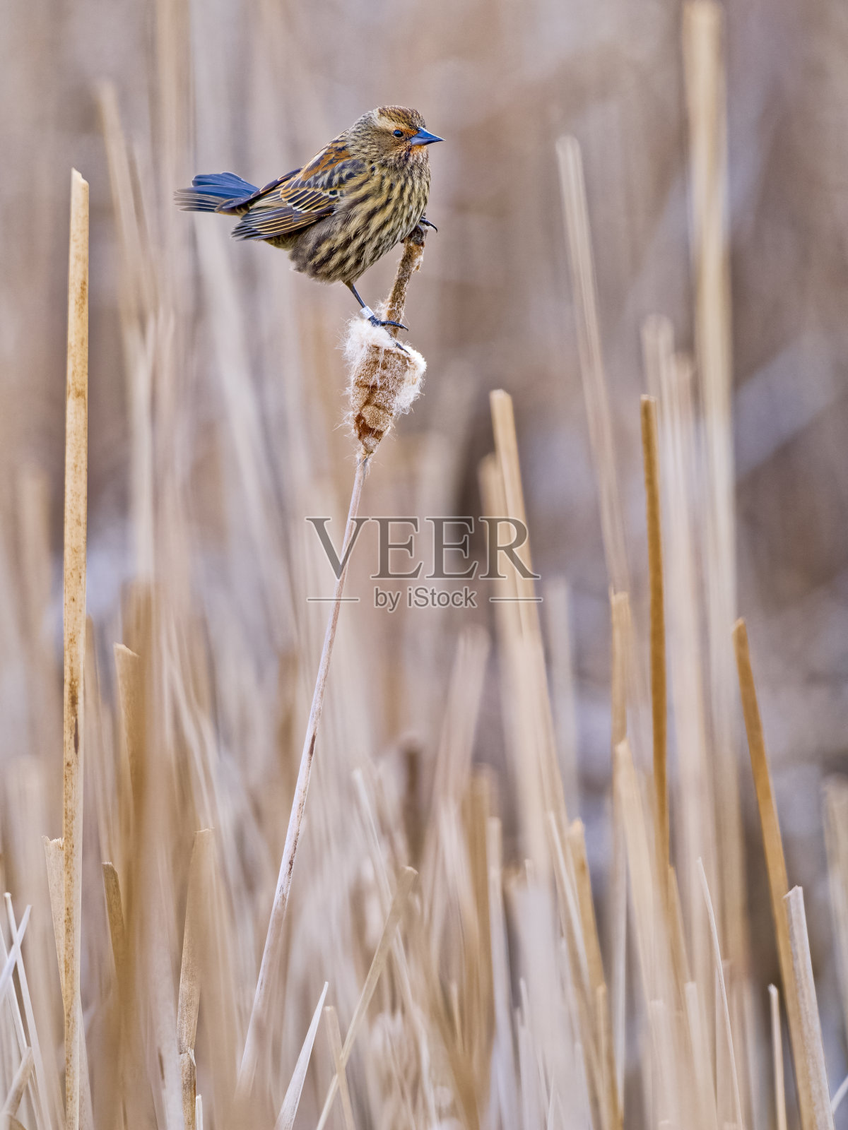 不列颠哥伦比亚省温哥华岛上的鸟类照片摄影图片