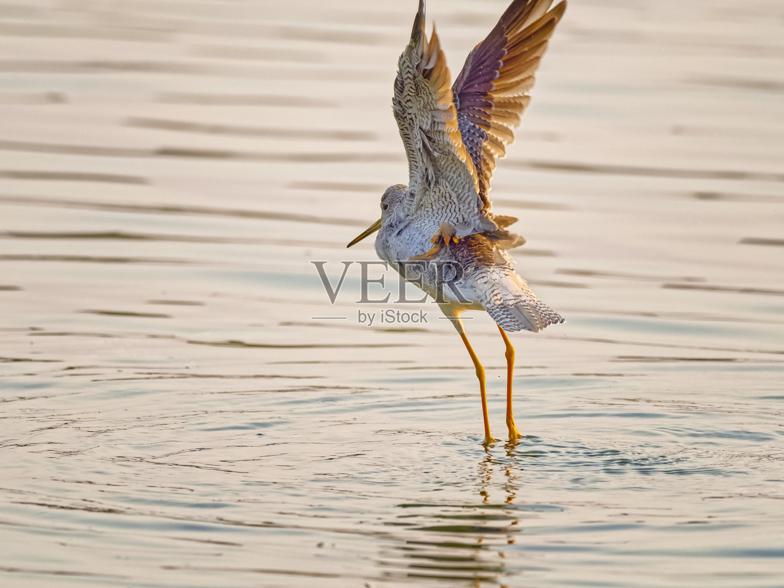 不列颠哥伦比亚省温哥华岛上的鸟类照片摄影图片
