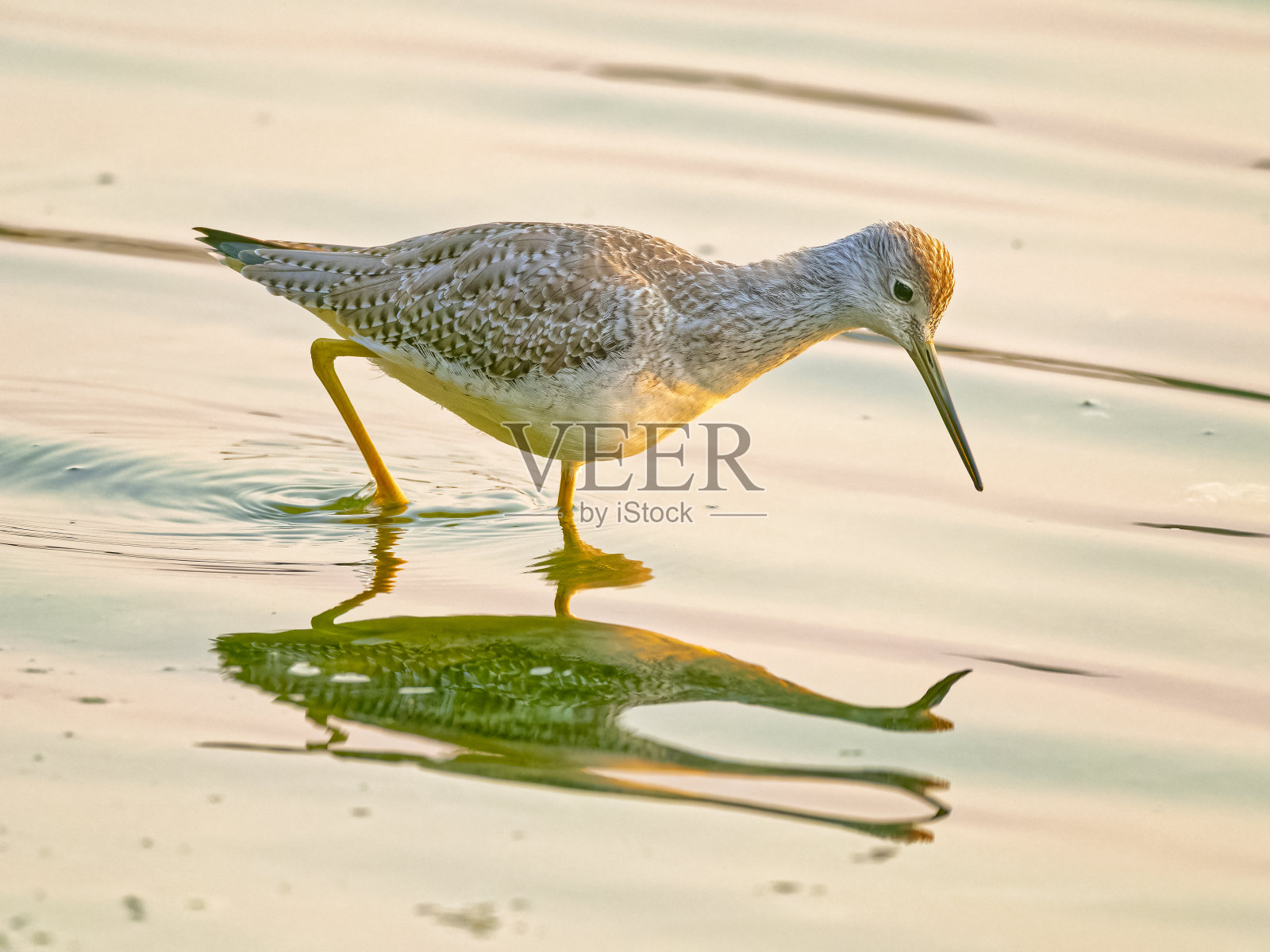 不列颠哥伦比亚省温哥华岛上的鸟类照片摄影图片