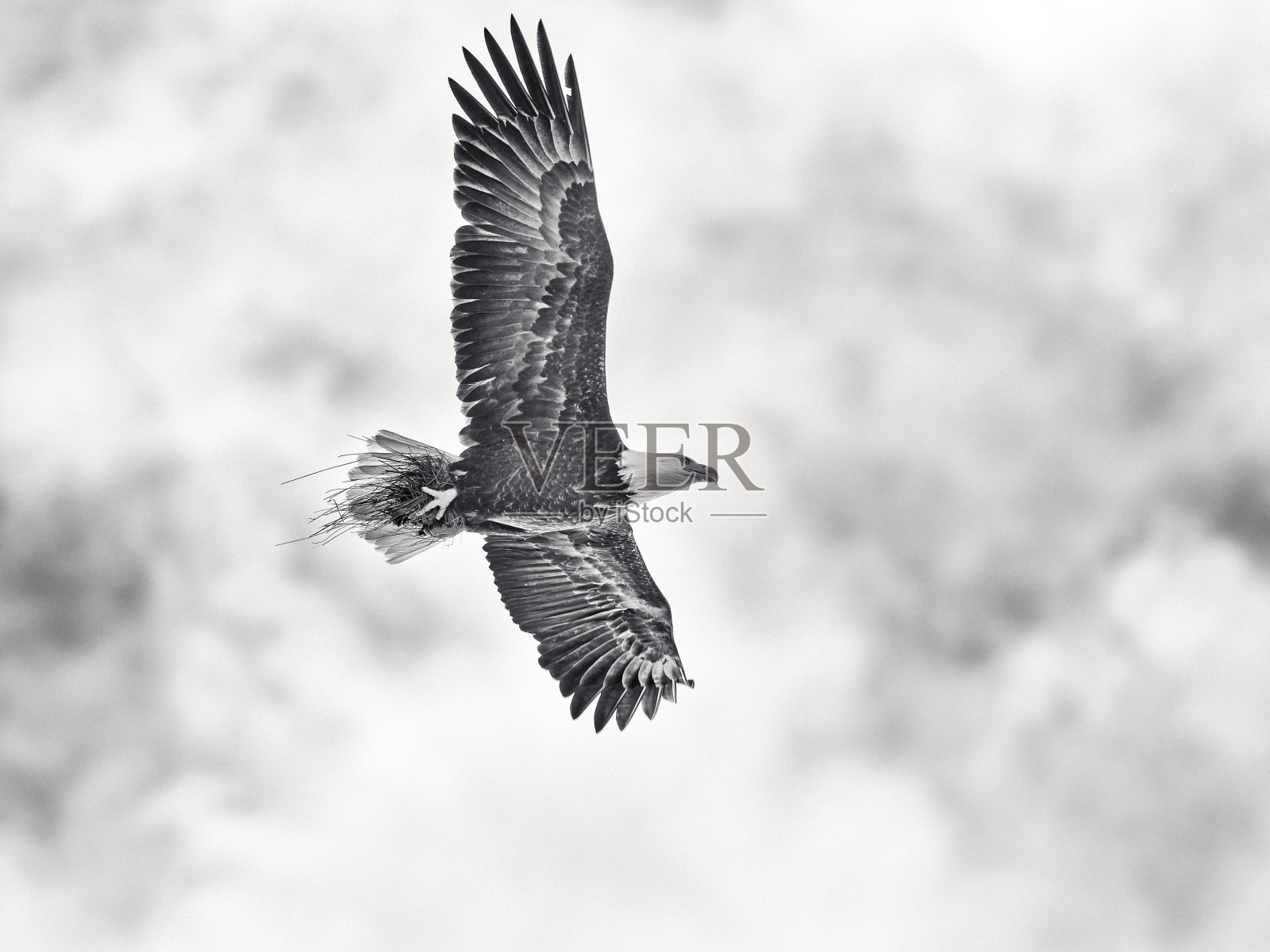 不列颠哥伦比亚省温哥华岛上的鸟类照片摄影图片