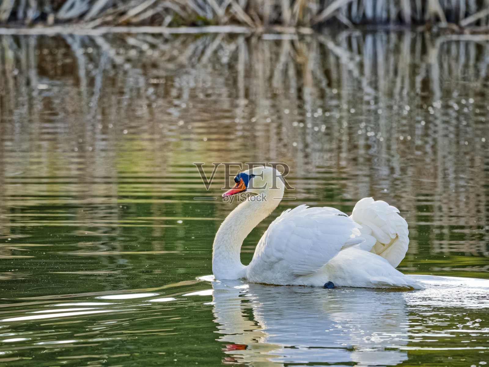 不列颠哥伦比亚省温哥华岛上的鸟类照片摄影图片