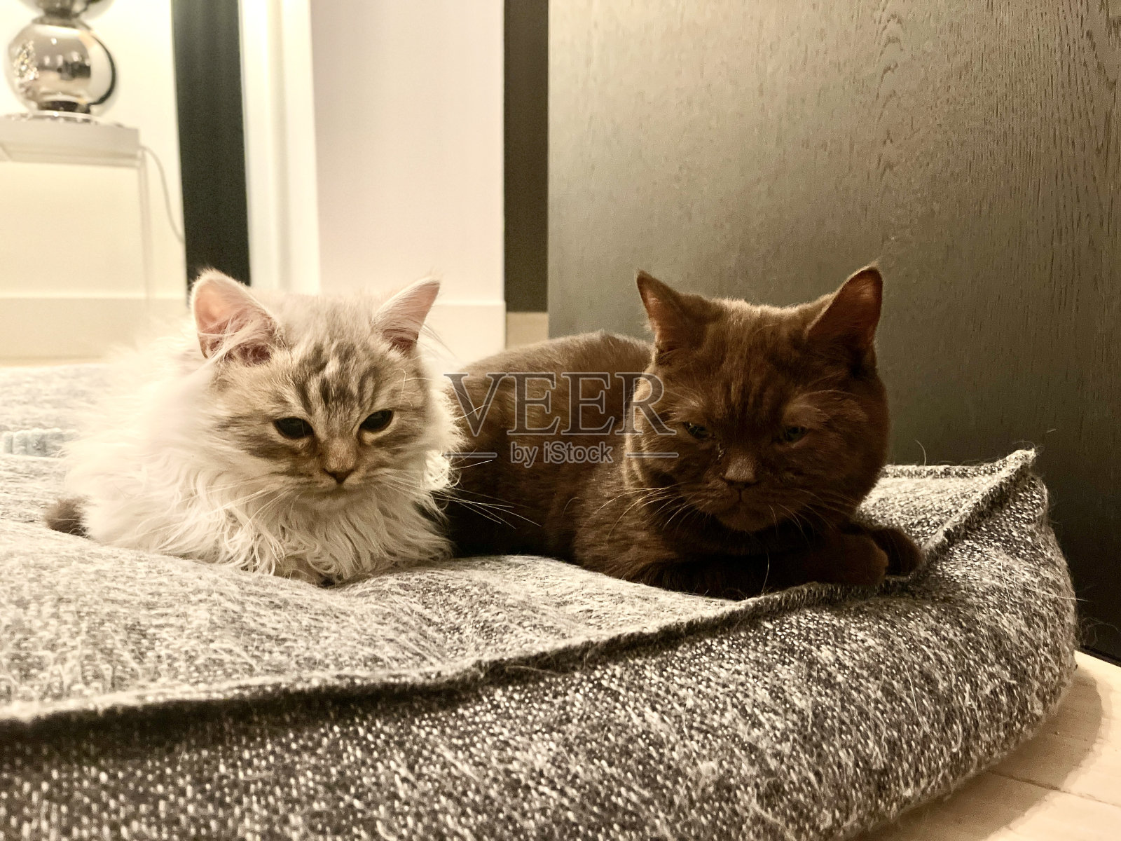 两只小猫英国长毛和短毛照片摄影图片