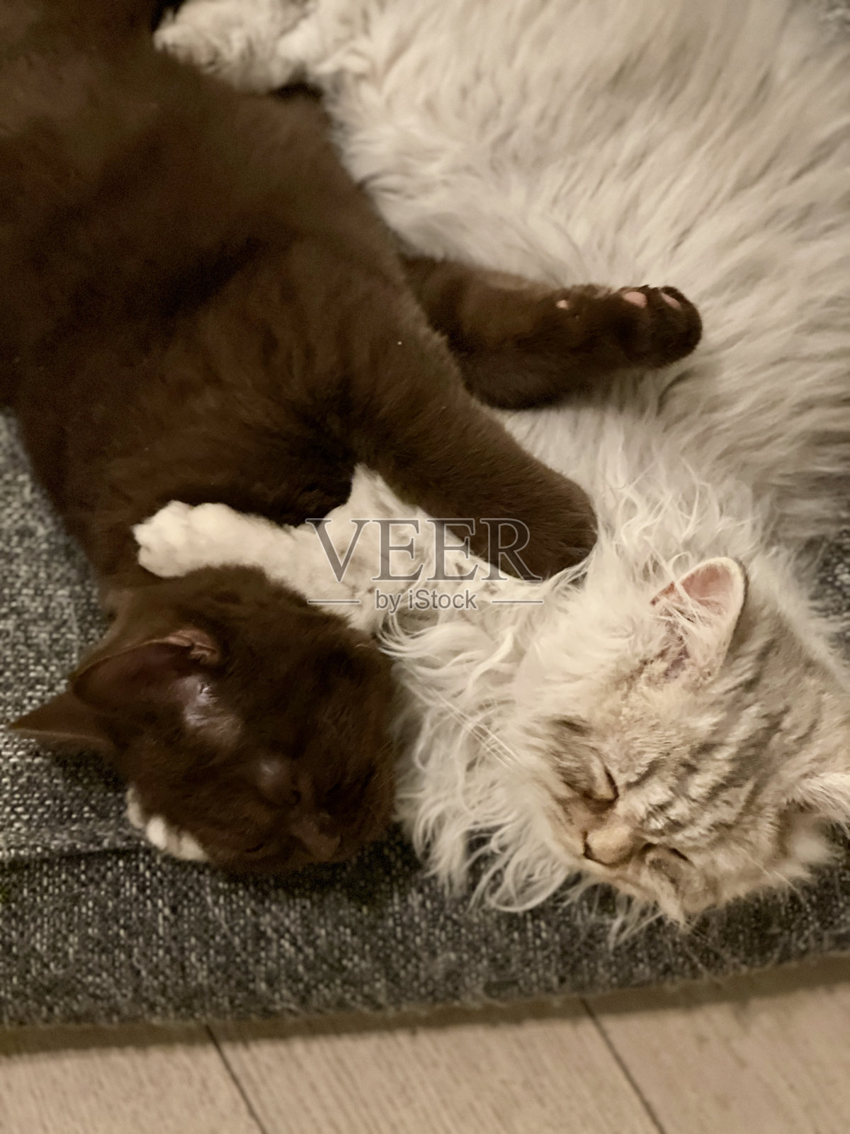 两只小猫英国长毛和短毛照片摄影图片