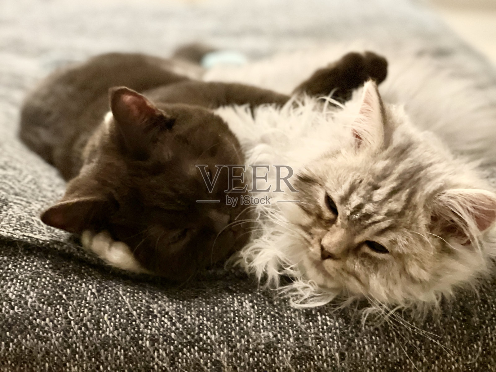 两只小猫英国长毛和短毛照片摄影图片