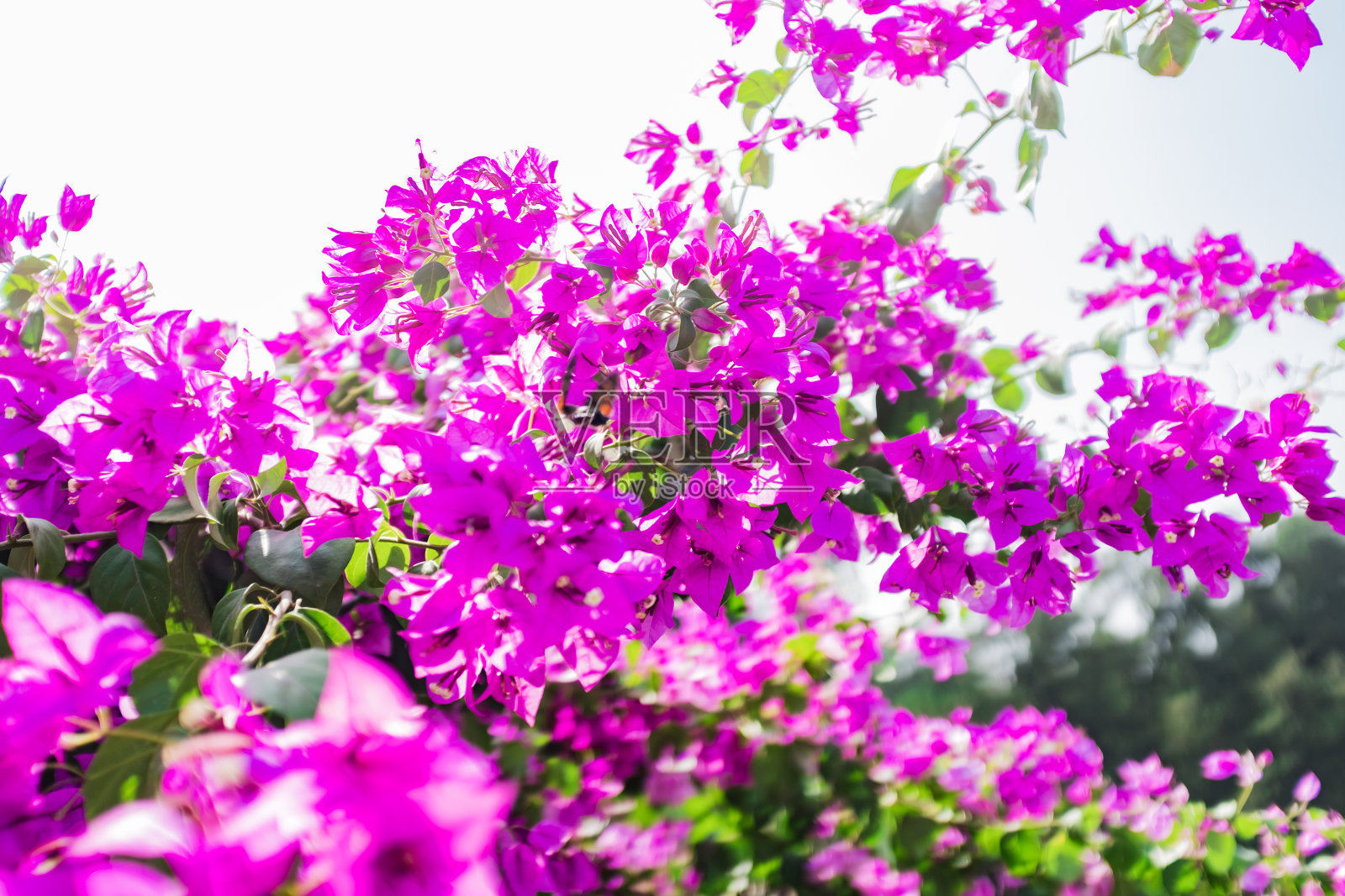 野三角梅。照片摄影图片