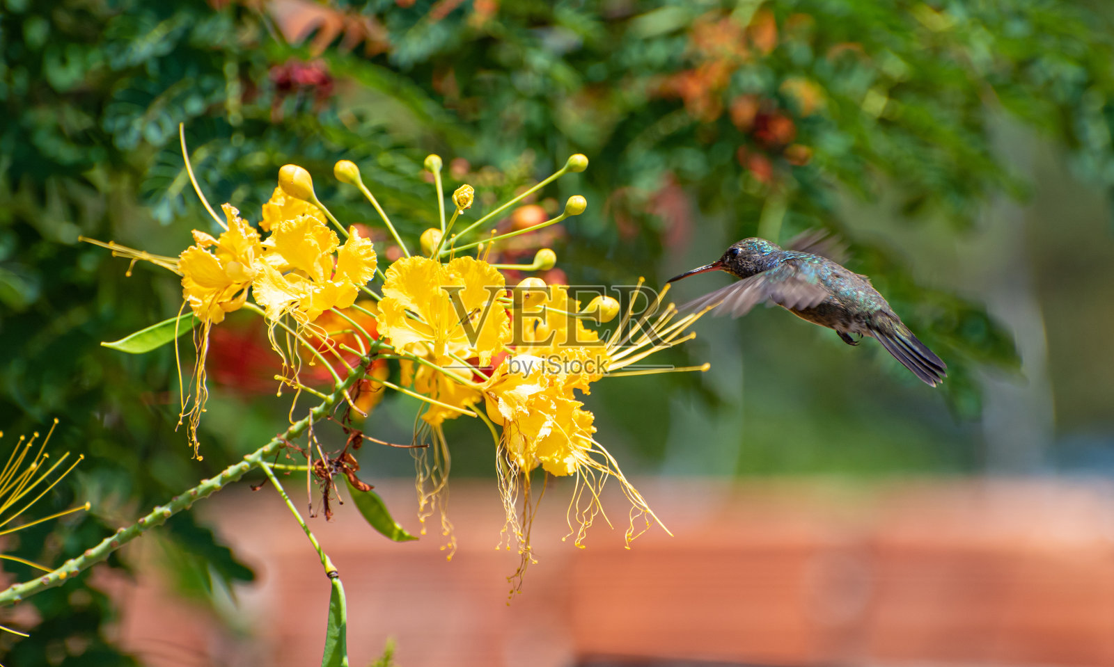 蜂鸟，美丽的蜂鸟在飞行觅食，自然光线，选择性聚焦。照片摄影图片