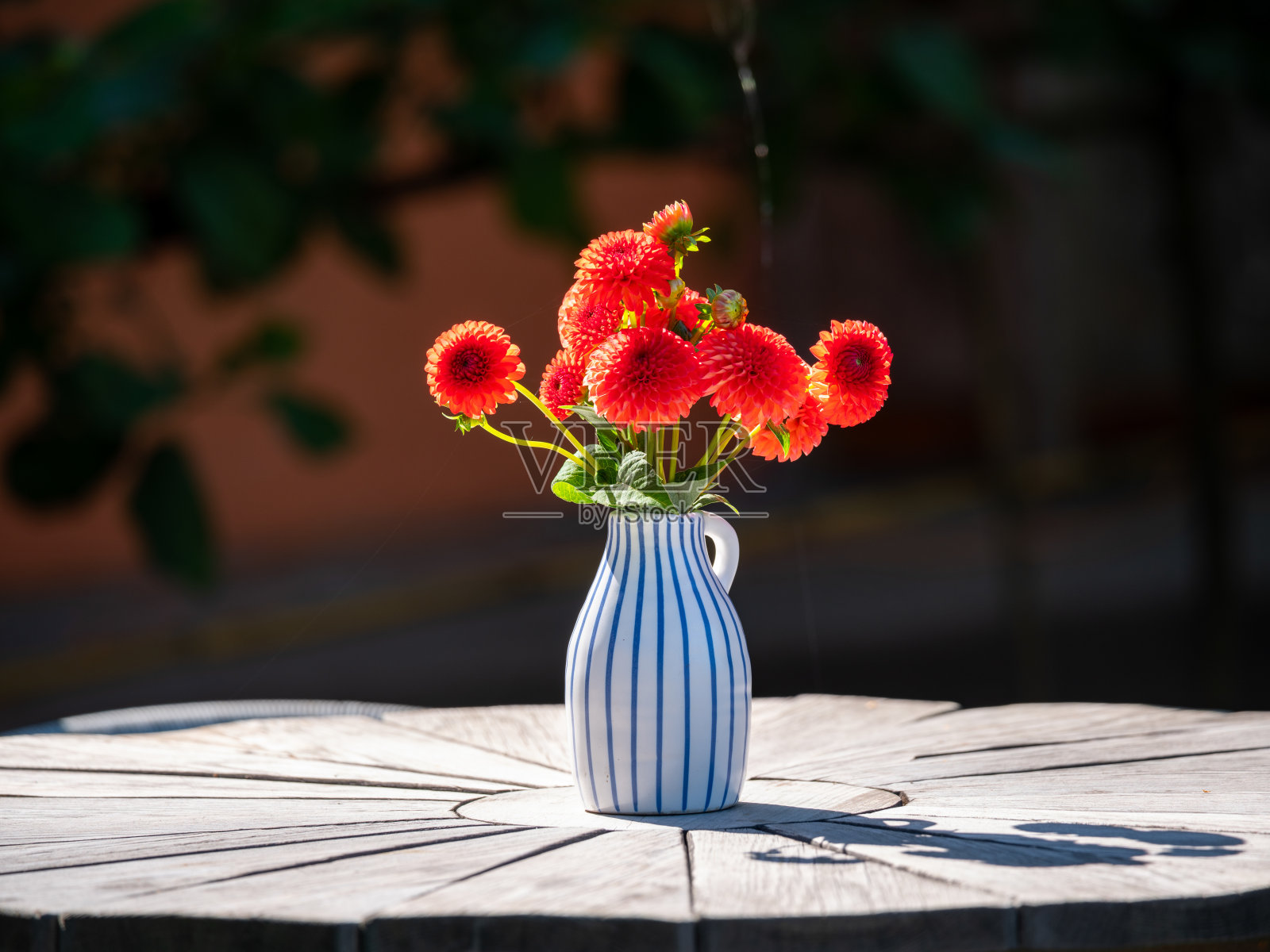 夏季花园桌子上花瓶里的红色小大丽花特写。照片摄影图片