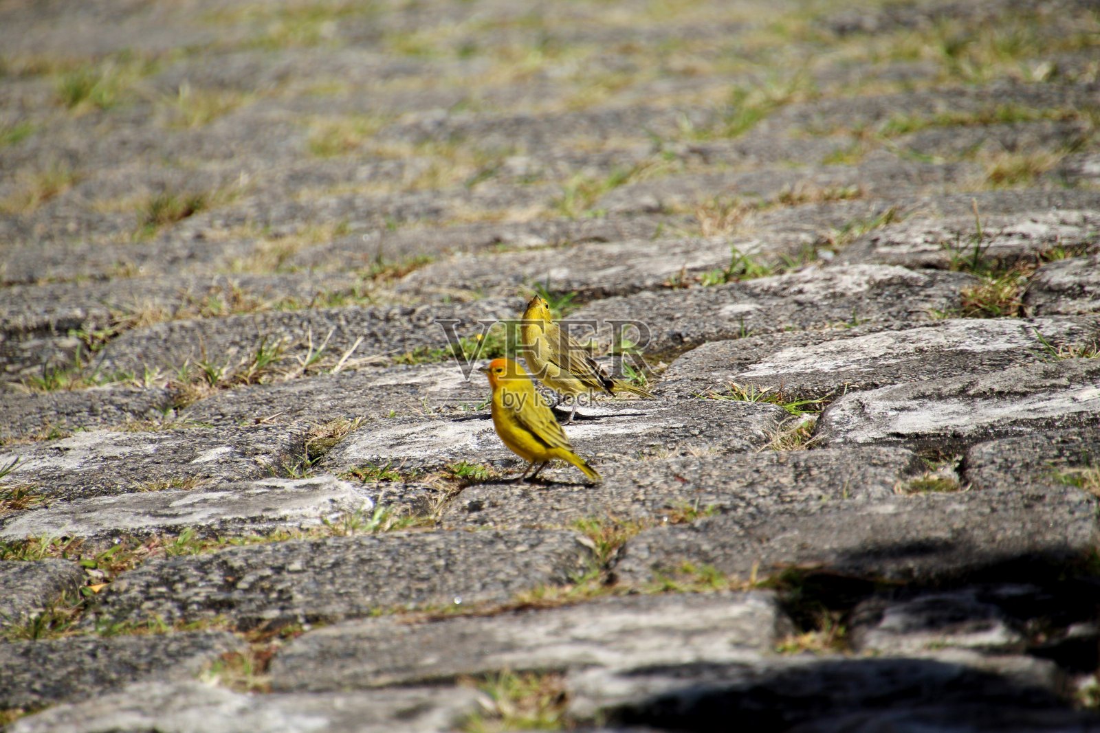 陆地金丝雀-黄鹂照片摄影图片