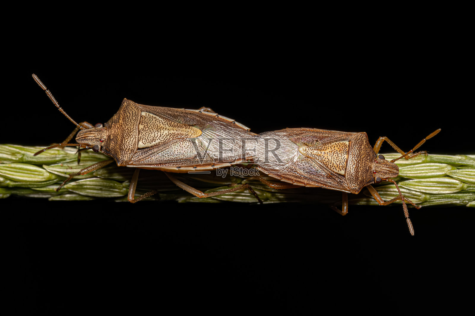 成年臭虫照片摄影图片