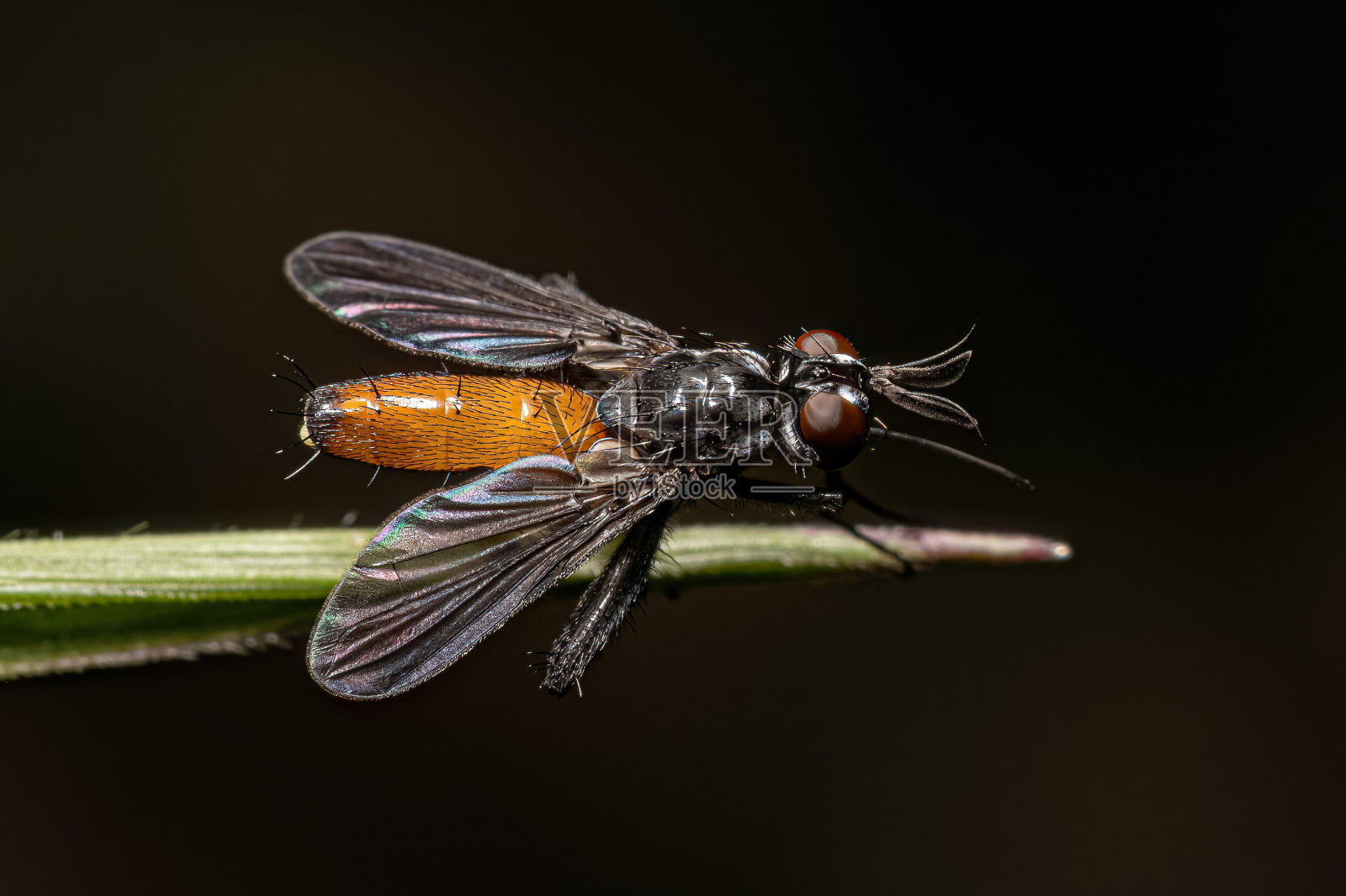 成年刚毛蝇照片摄影图片