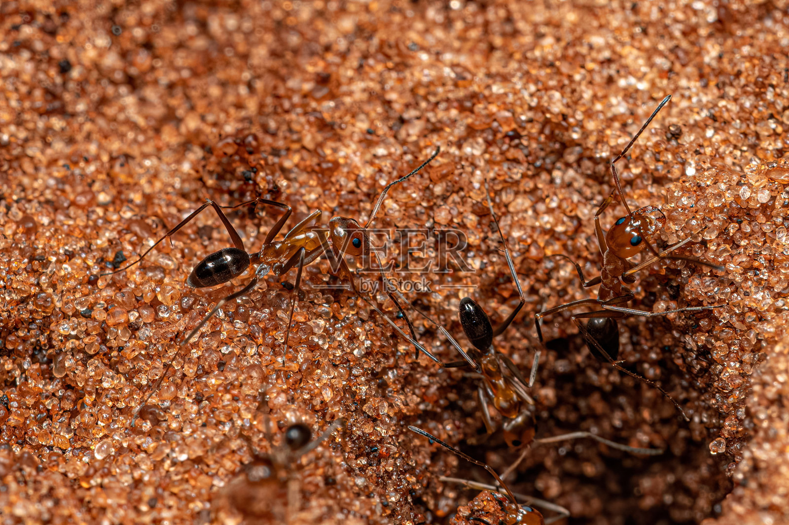 成年金字塔蚁照片摄影图片