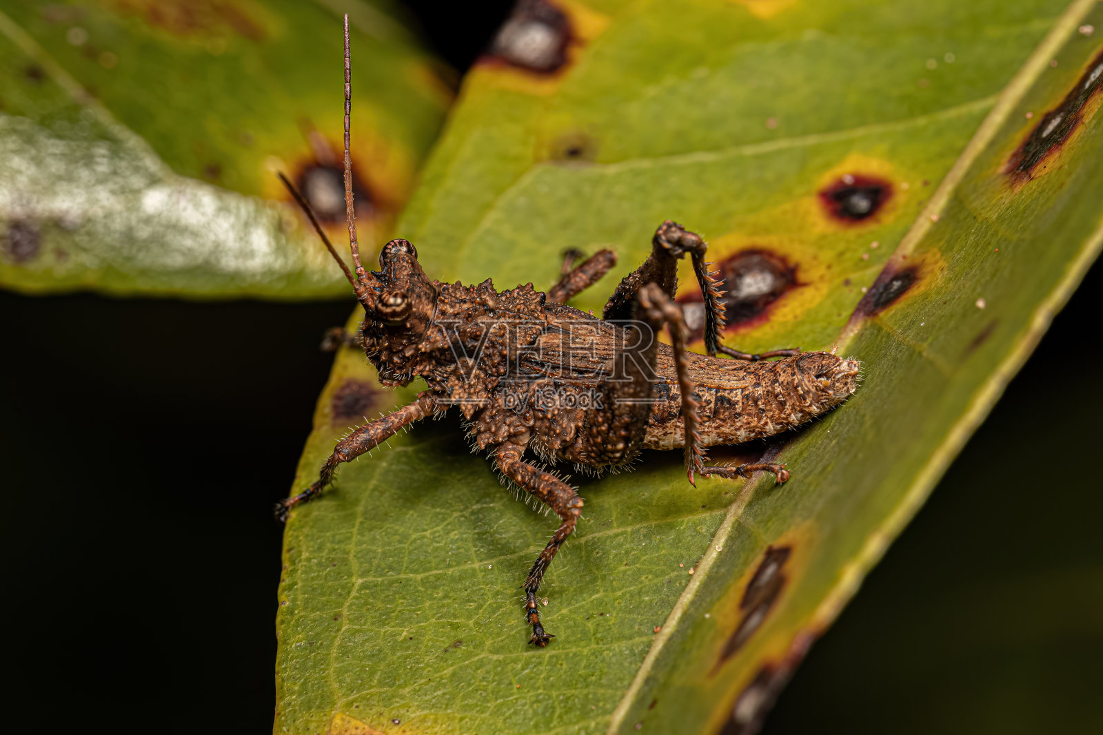 短角蚱蜢昆虫照片摄影图片