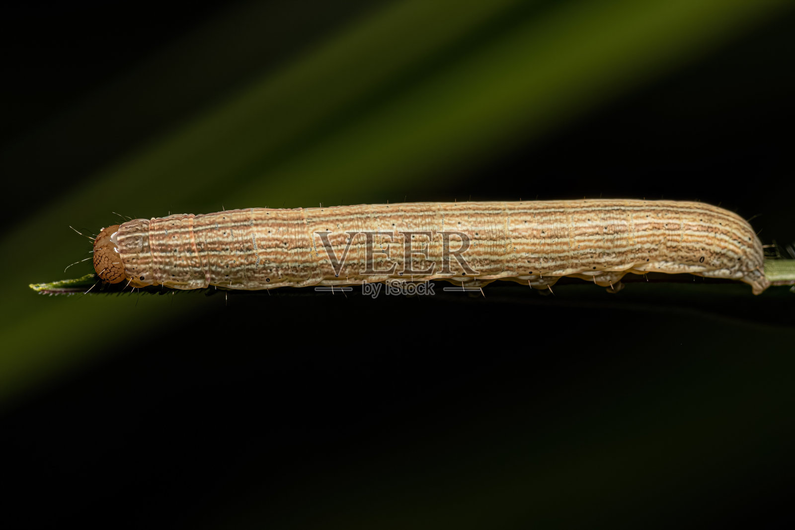 小蛾毛虫照片摄影图片