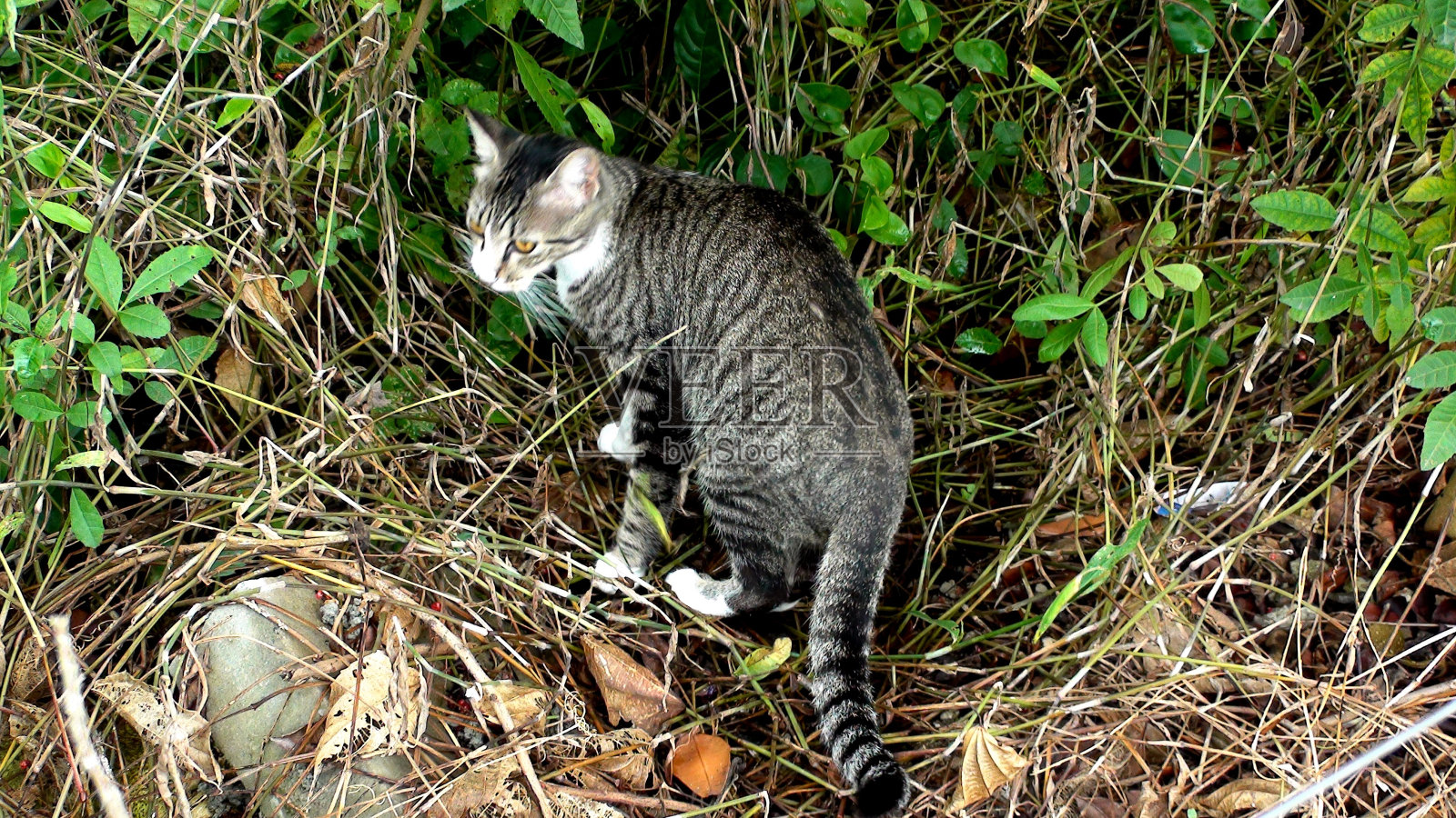 动物猫喵喵喵喵照片摄影图片